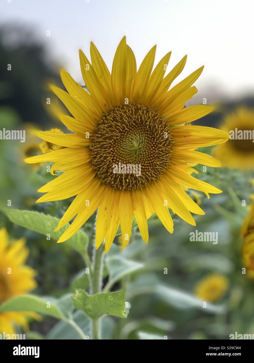 Bright yellow wild sunflower growing in a field - Smartphone Captured Stock Image