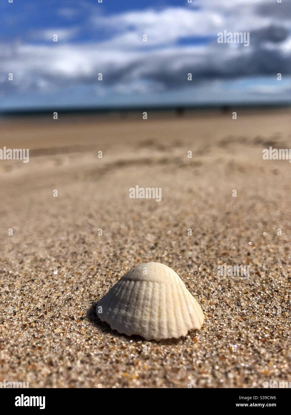 Sea shell on Ross Back Sands Northumberland - Smartphone Captured Stock Image