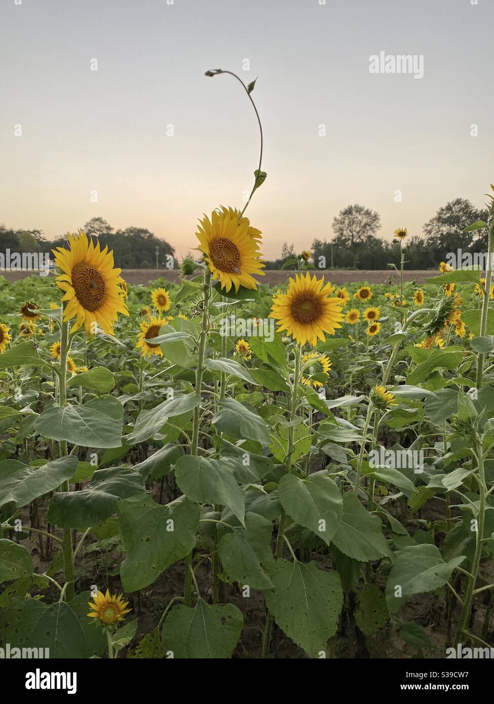 Wildflowers field sunset hi-res stock photography and images - Alamy