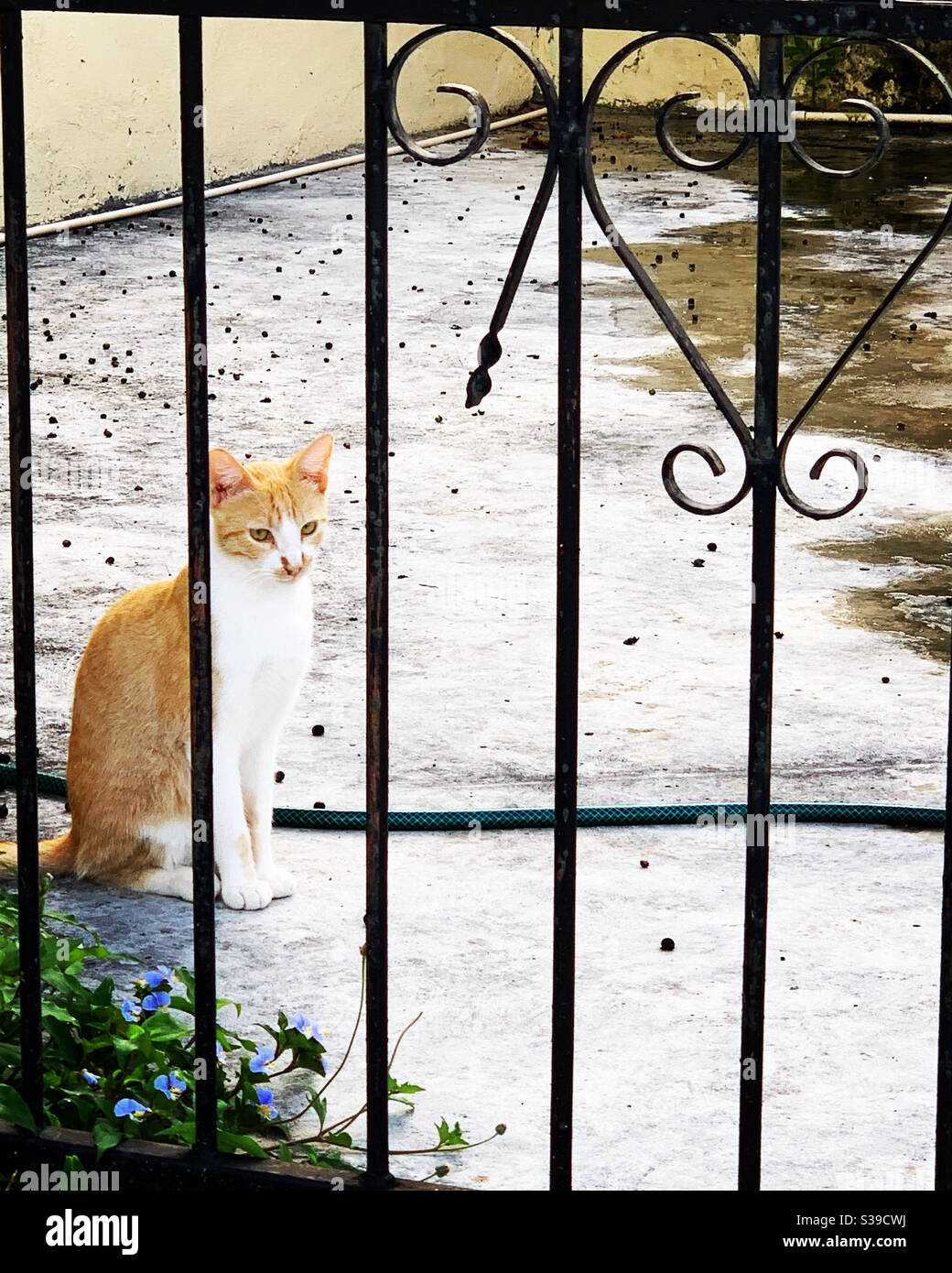 Cat - Smartphone Captured Stock Image