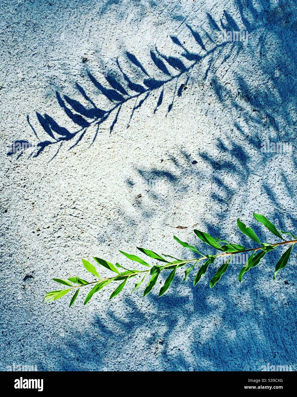 Plant - Smartphone Captured Stock Image