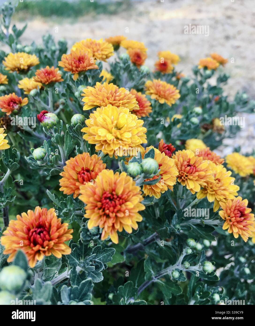 Yellow and orange mums in flower pot Stock Photo Alamy