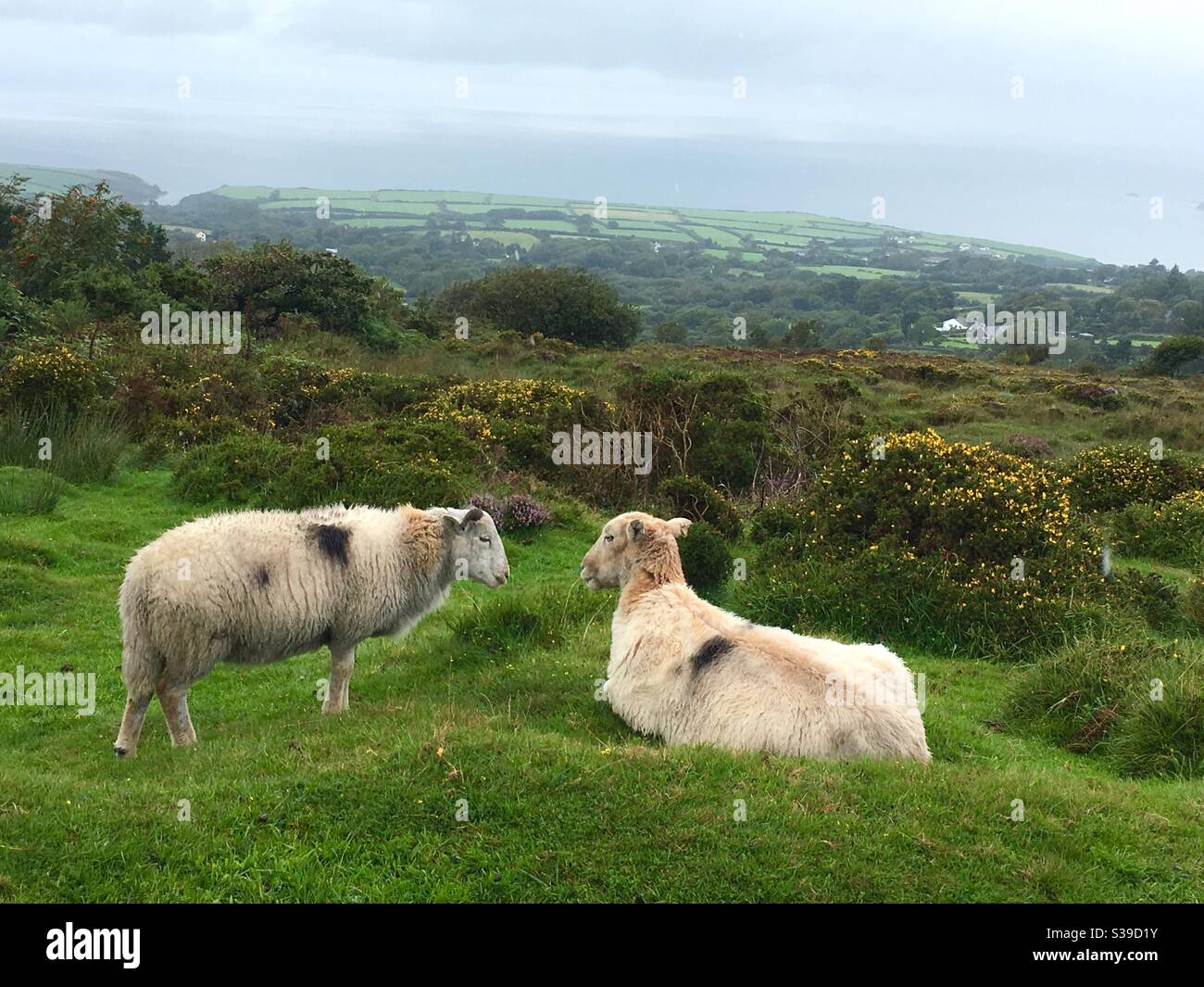 Two sheep on hillside admiring the view - Smartphone Captured Stock Image