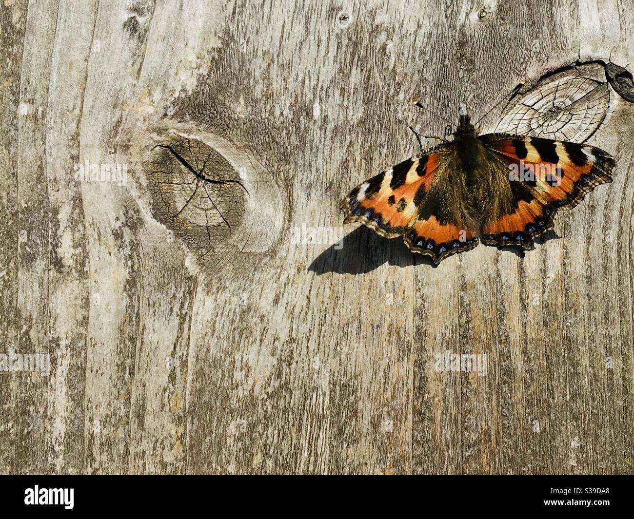 Tortoiseshell butterfly to the right of a rustic wooden shabby garden fence.  Space for writing text to the left and underneath image Stock Photo