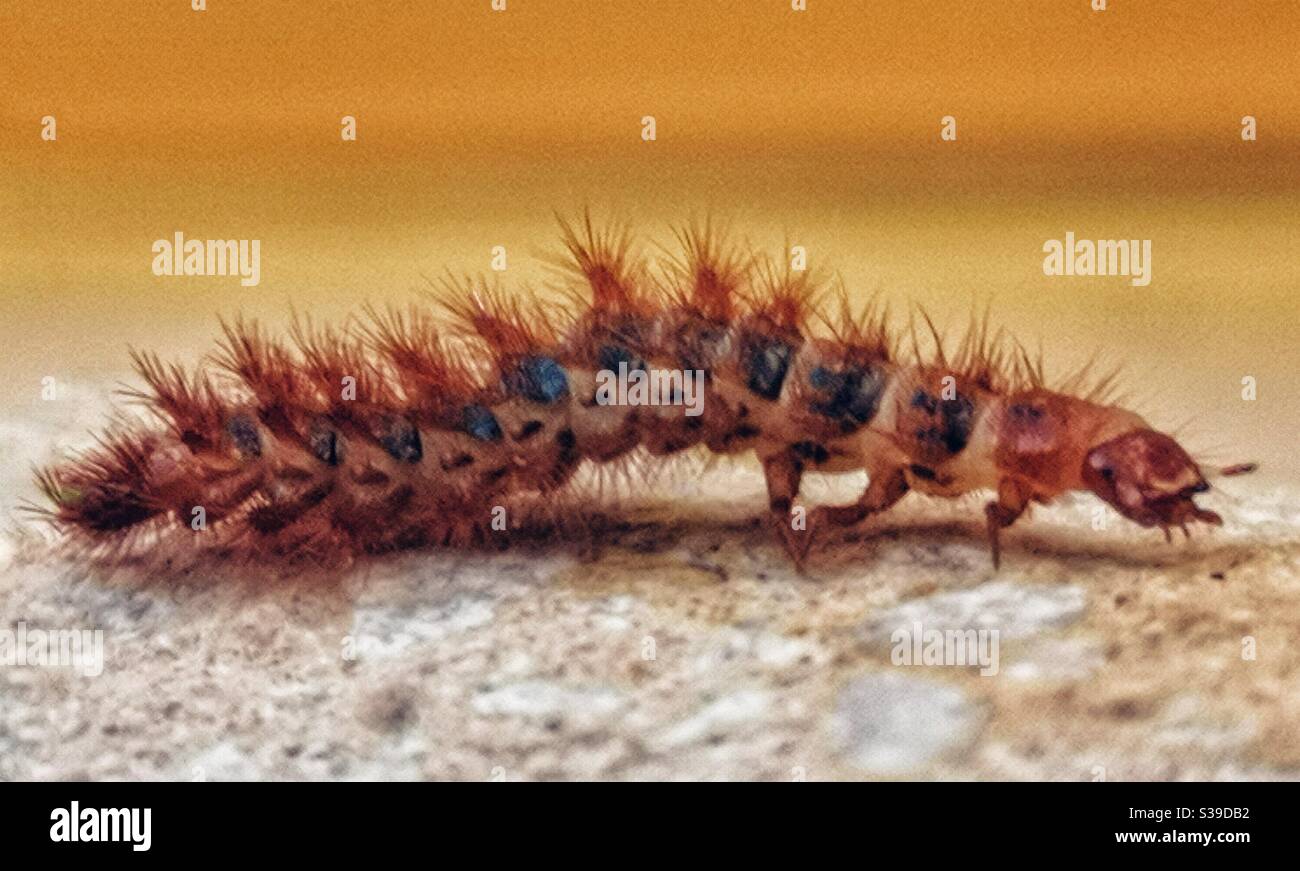 Hairy brown caterpillar - Smartphone Captured Stock Image