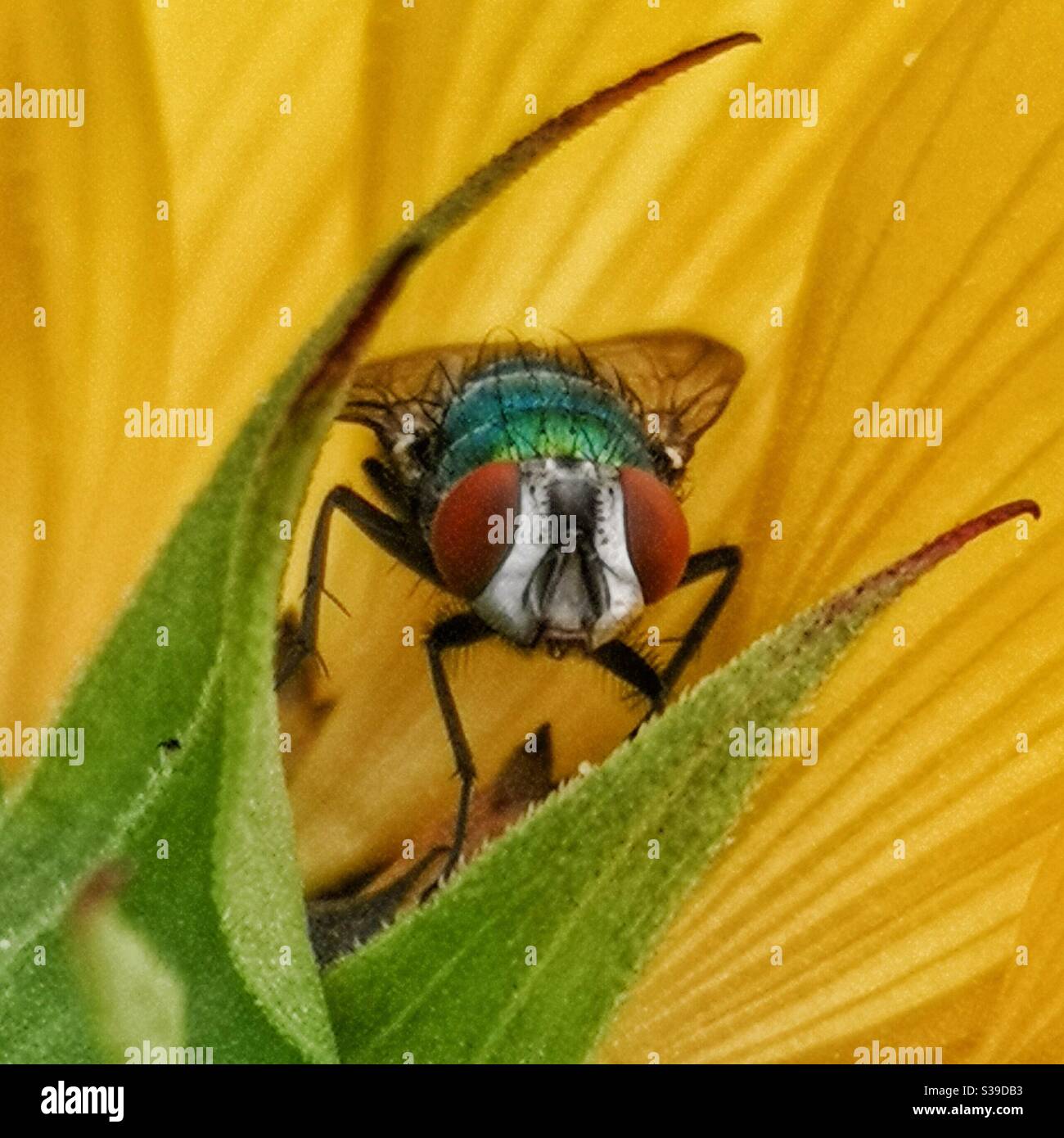 Green bottle fly on yellow flower - Smartphone Captured Stock Image