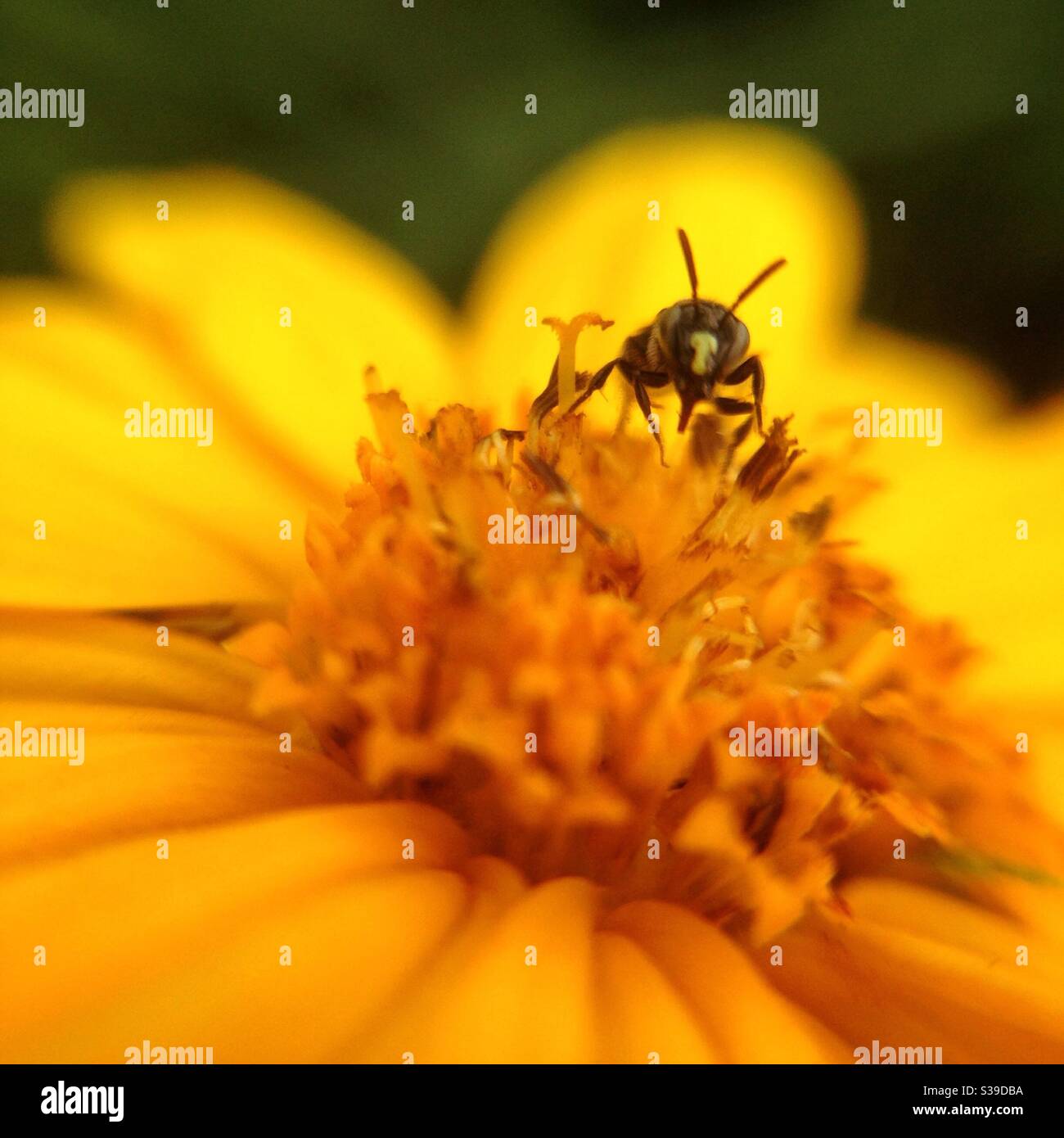 An ant sucking nectar from a flower Stock Photo Alamy