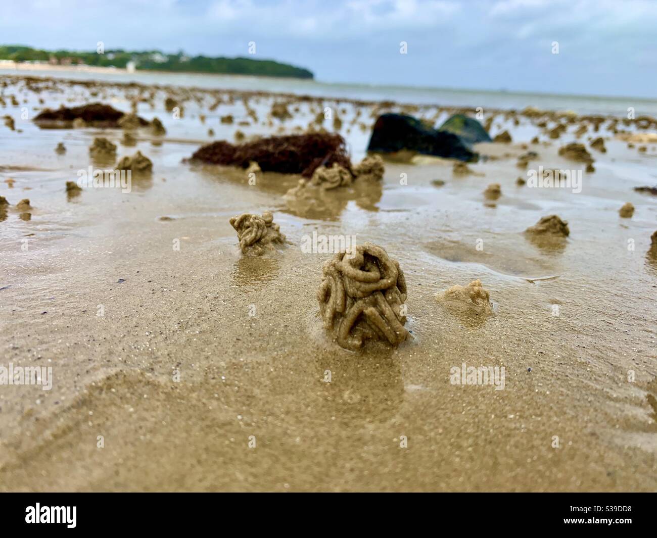 download worm casts on lawn download worm casts on lawn