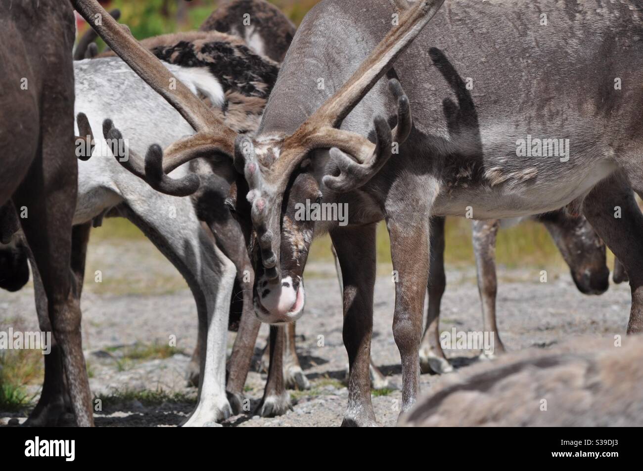 reindeer on idre mountains in sweden Stock Photo