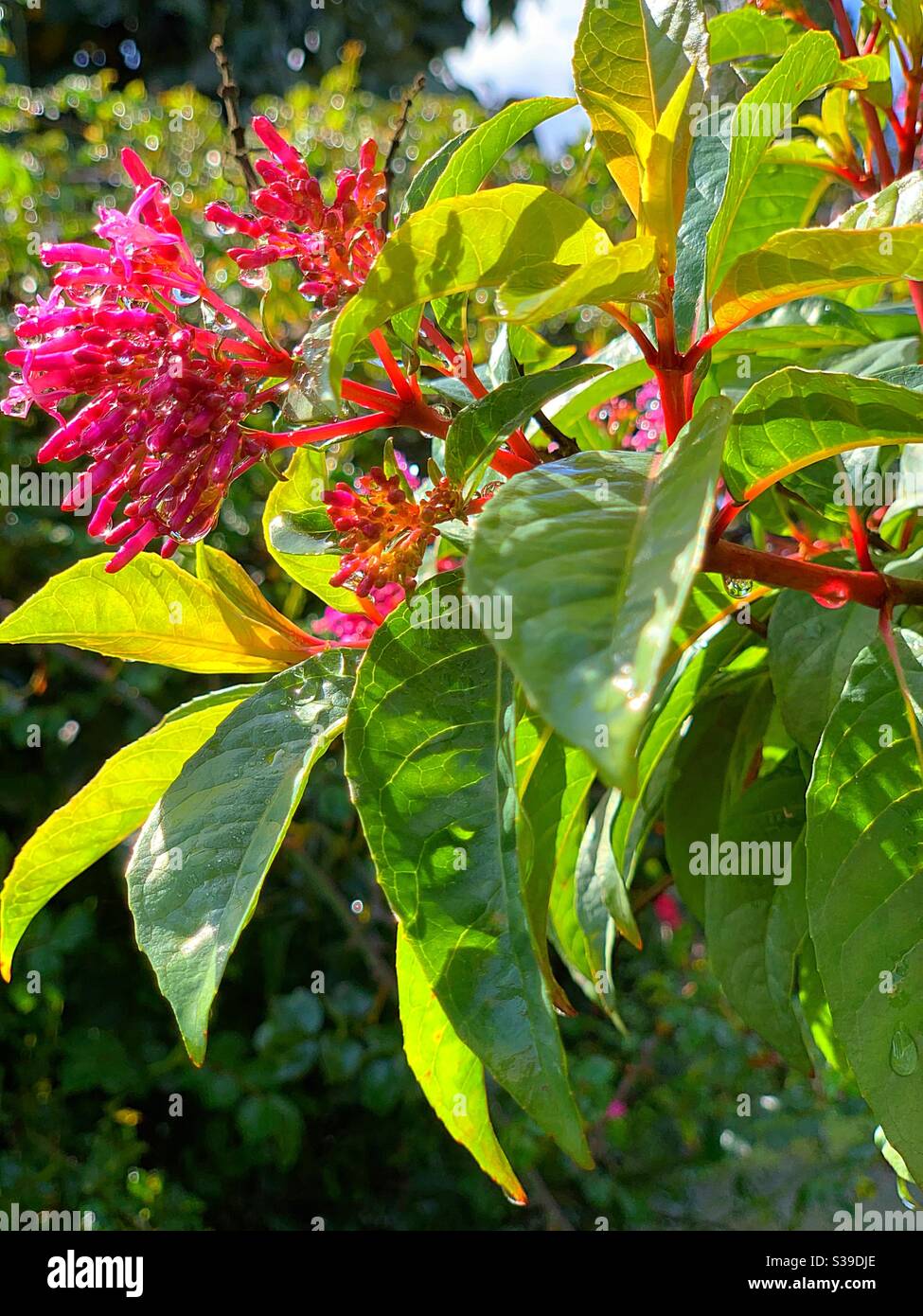 Cestrum elegans in pink after the rain beyond the sunny day / 毛莖夜來香樹 Stock Photo