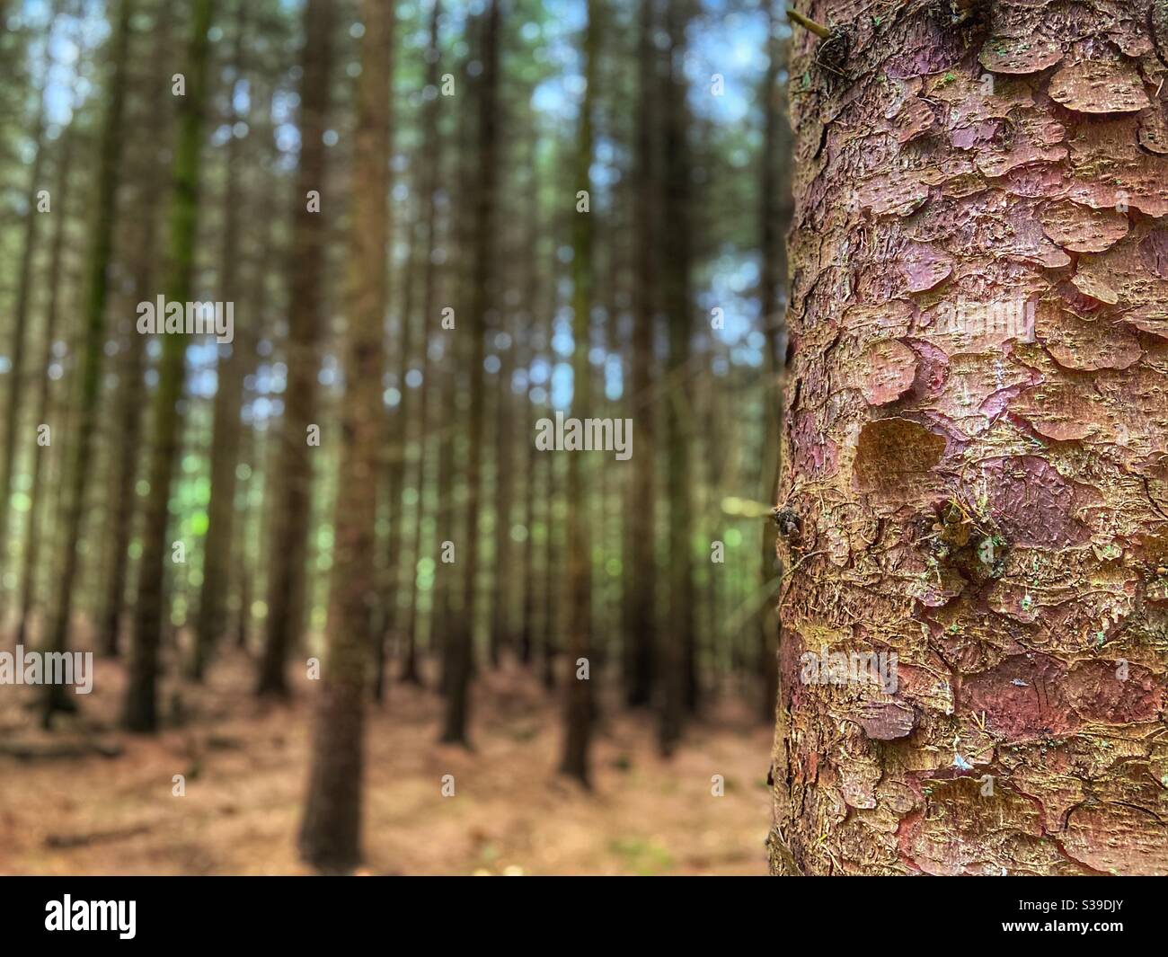 Close up of tree bark with blurred woodland in background Stock Photo