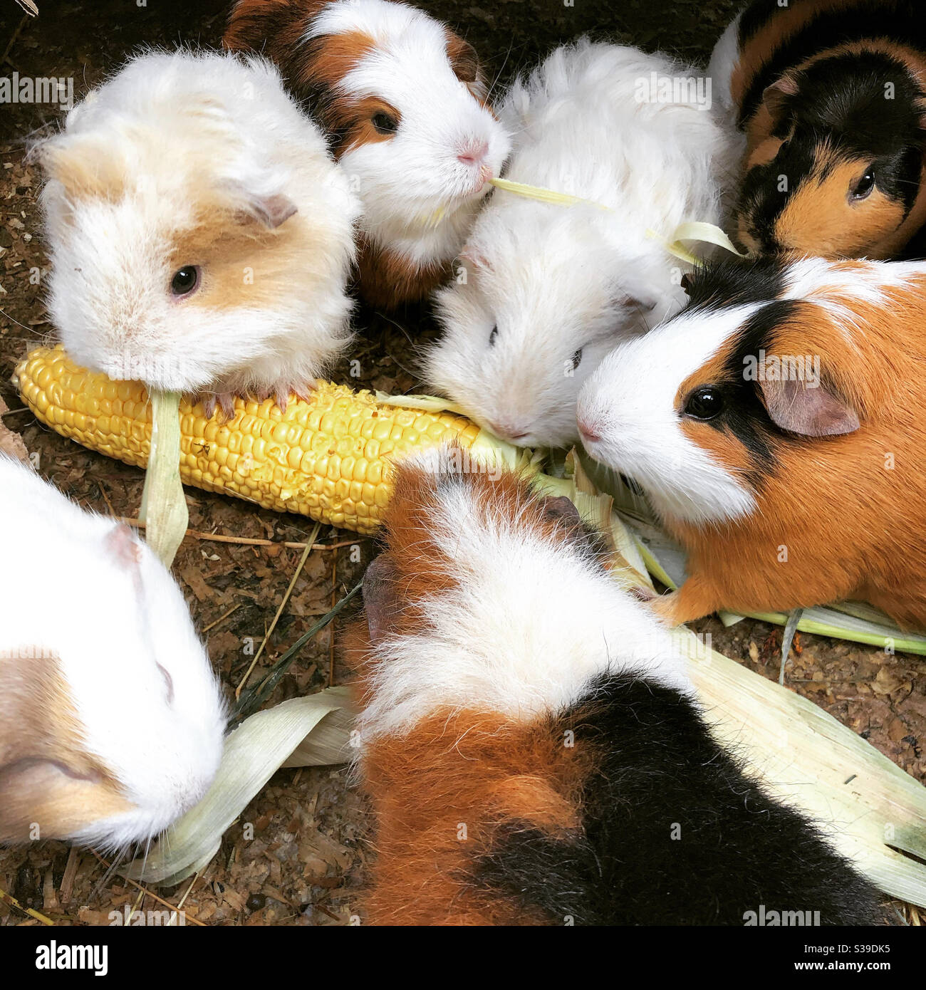 Guinea pigs eating sweetcorn Stock Photo
