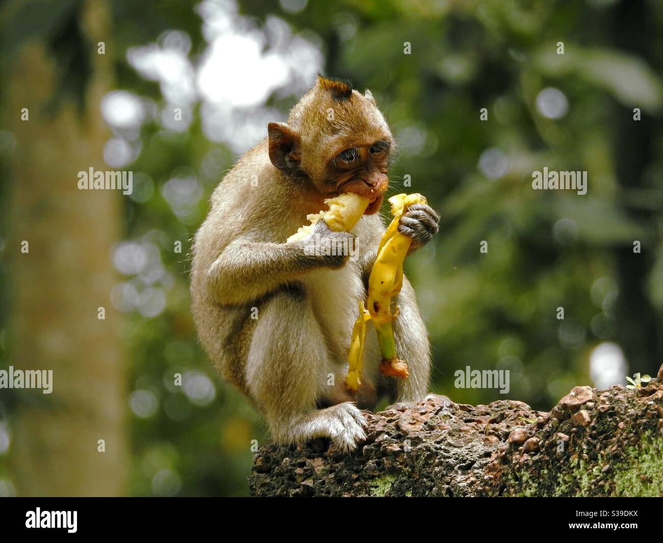 Crabeating Macaque Eating Banana Stock Photo Alamy