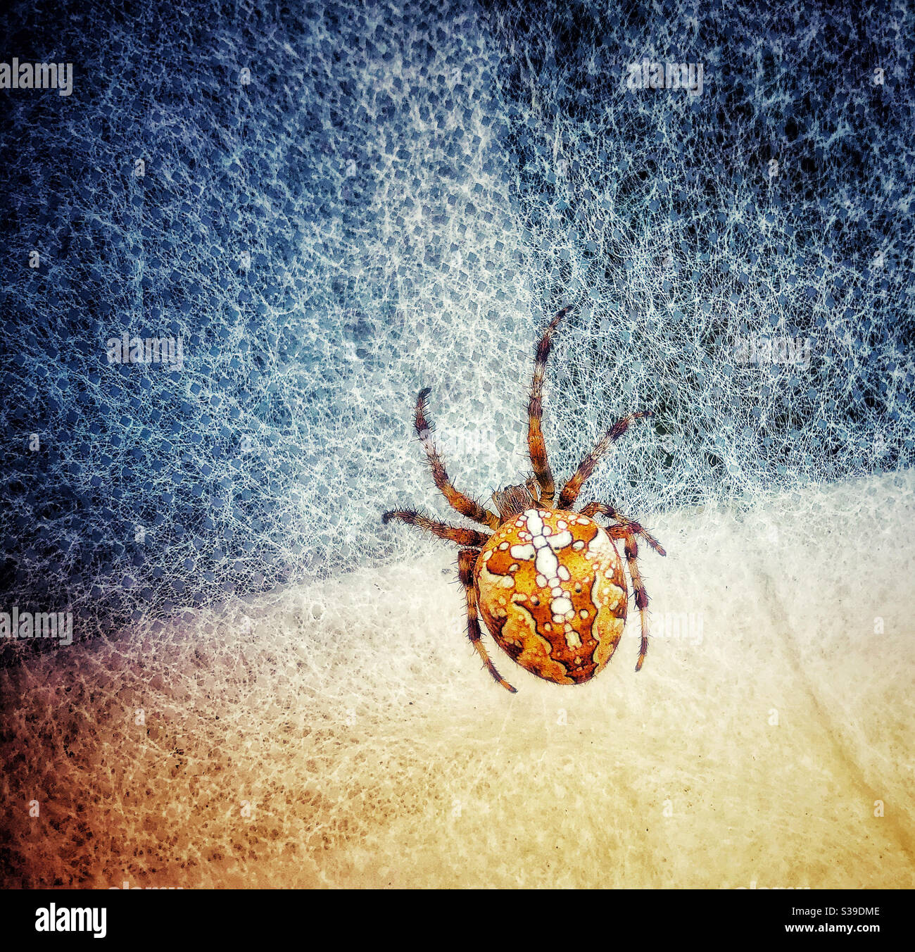 Araneus diadematus, commonly called the European garden spider, diadem spider, orangie, cross spider and crowned orb weaver. - Smartphone Captured Stock Image