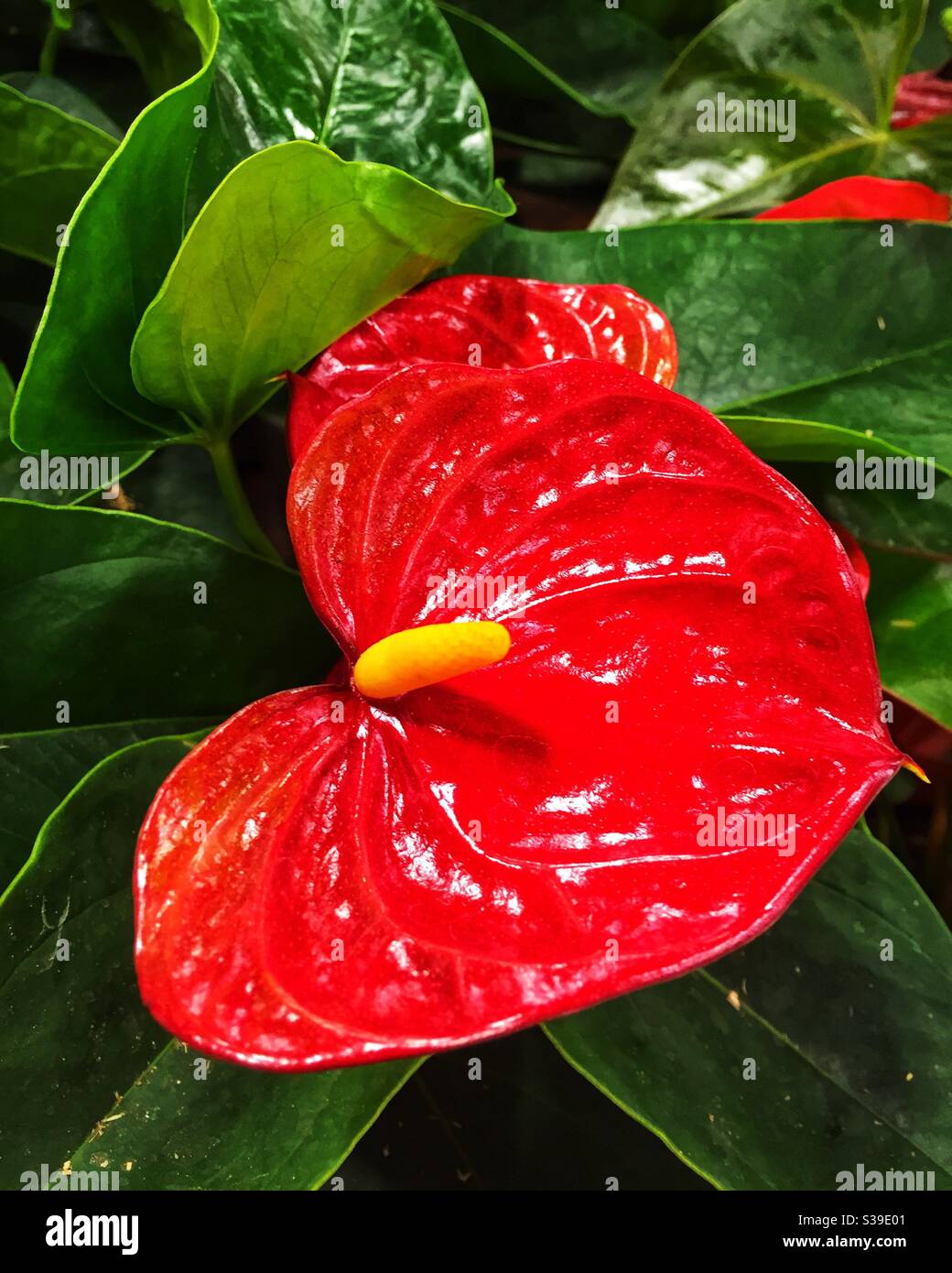 Brilliant anthurium bloom. Stock Photo