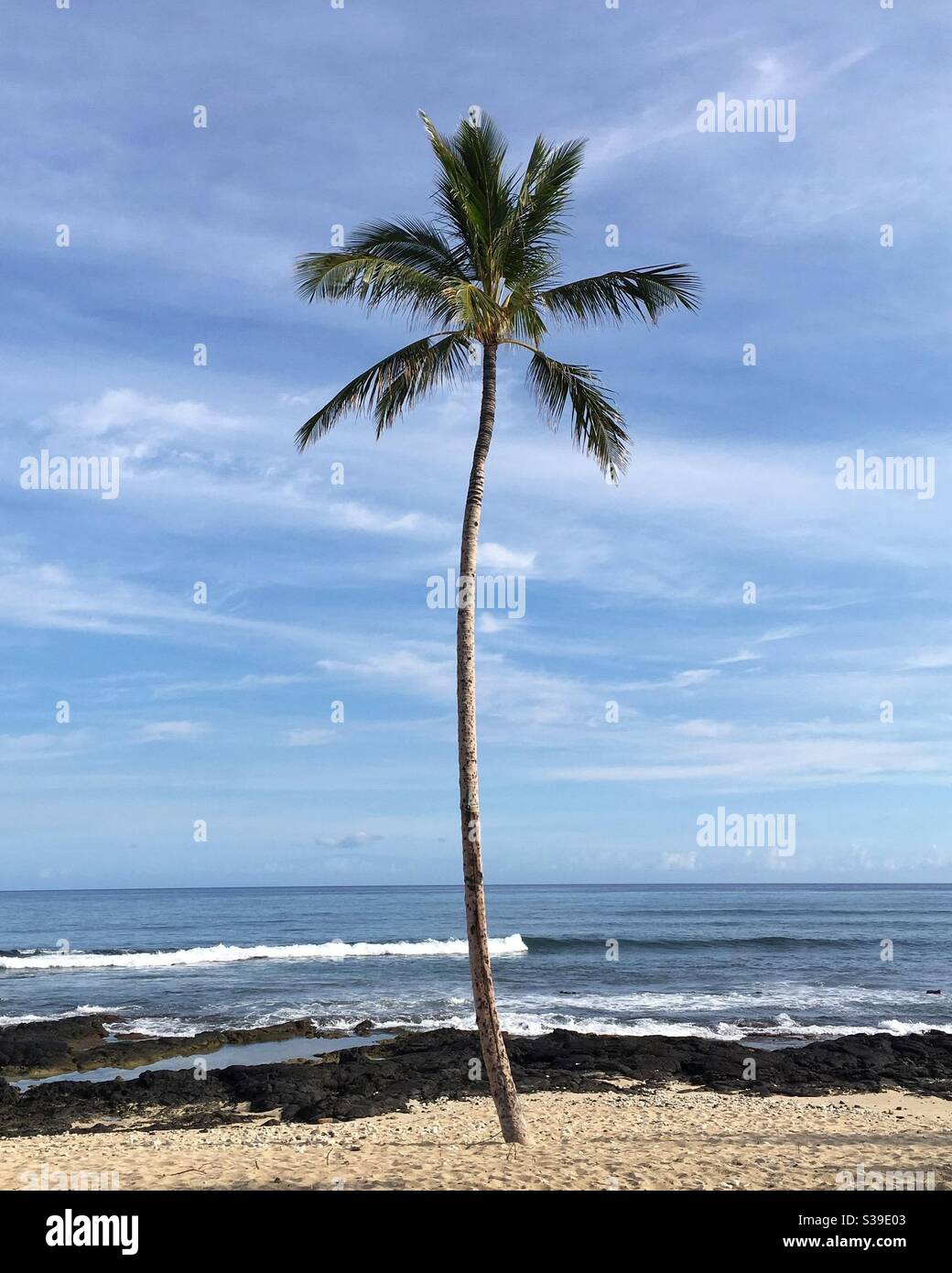 Lone Palm Tree in Hawaii - Smartphone Captured Stock Image
