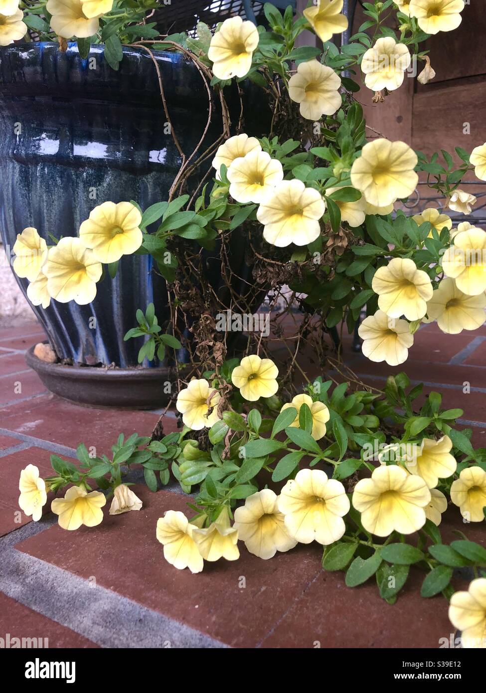 Cascade of pretty yellow flowers in a blue pot on brick patio - Smartphone Captured Stock Image