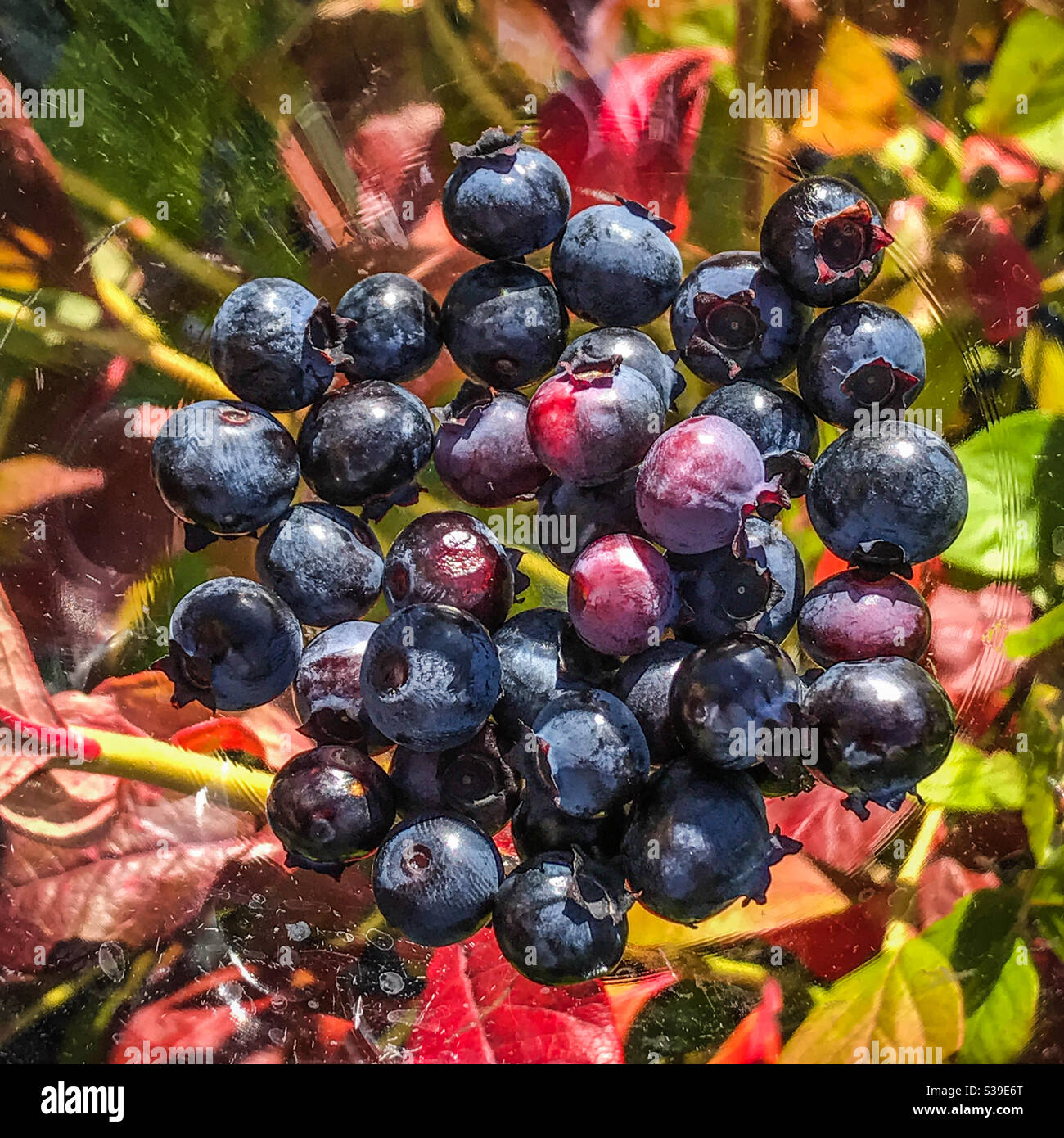 Wonky blueberries on autumnal blueberry bush background Stock Photo
