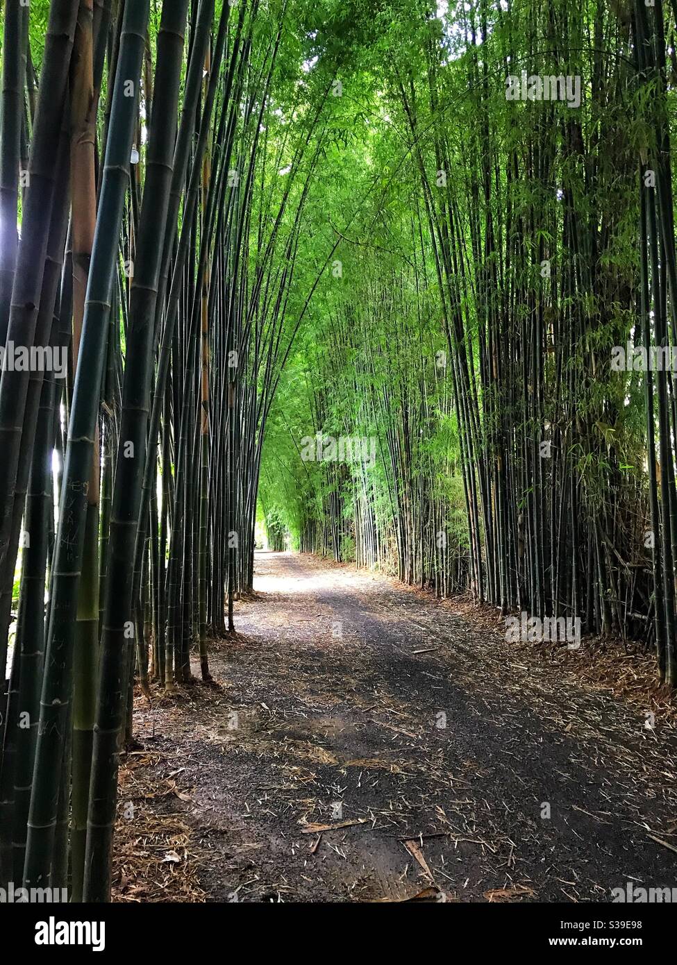 A beautiful road between two rows of bamboo at the resort, Co Tam Dak Lak, Viet Nam. Stock Photo