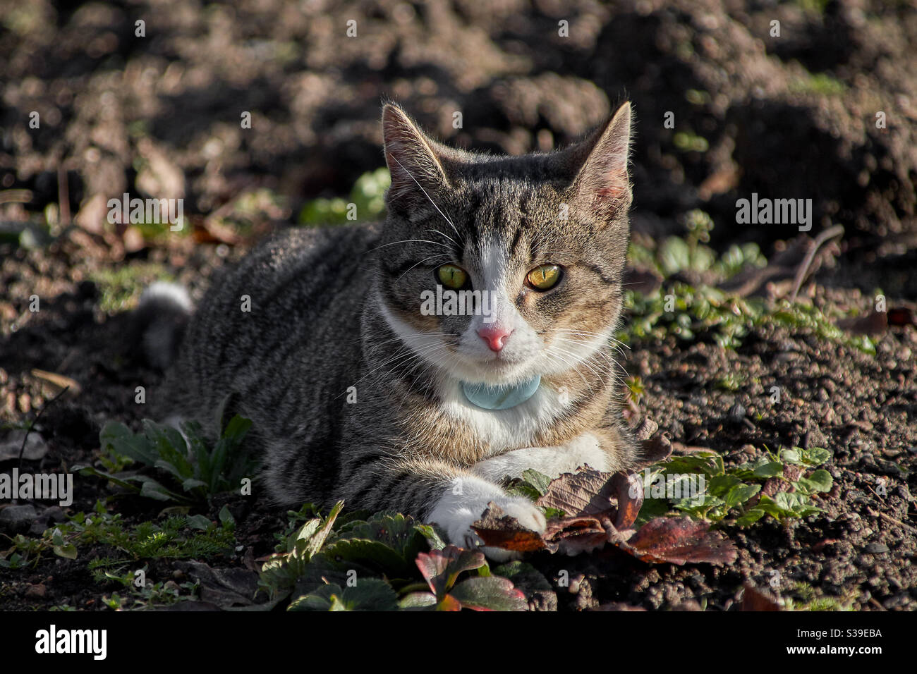 a grey tabby cat in portrait on a field. She looks directly into the camera, you can see the green eyes, the white nose and the fine drawing in the fur as well as a blue gps transmitter at the neck Stock Photo