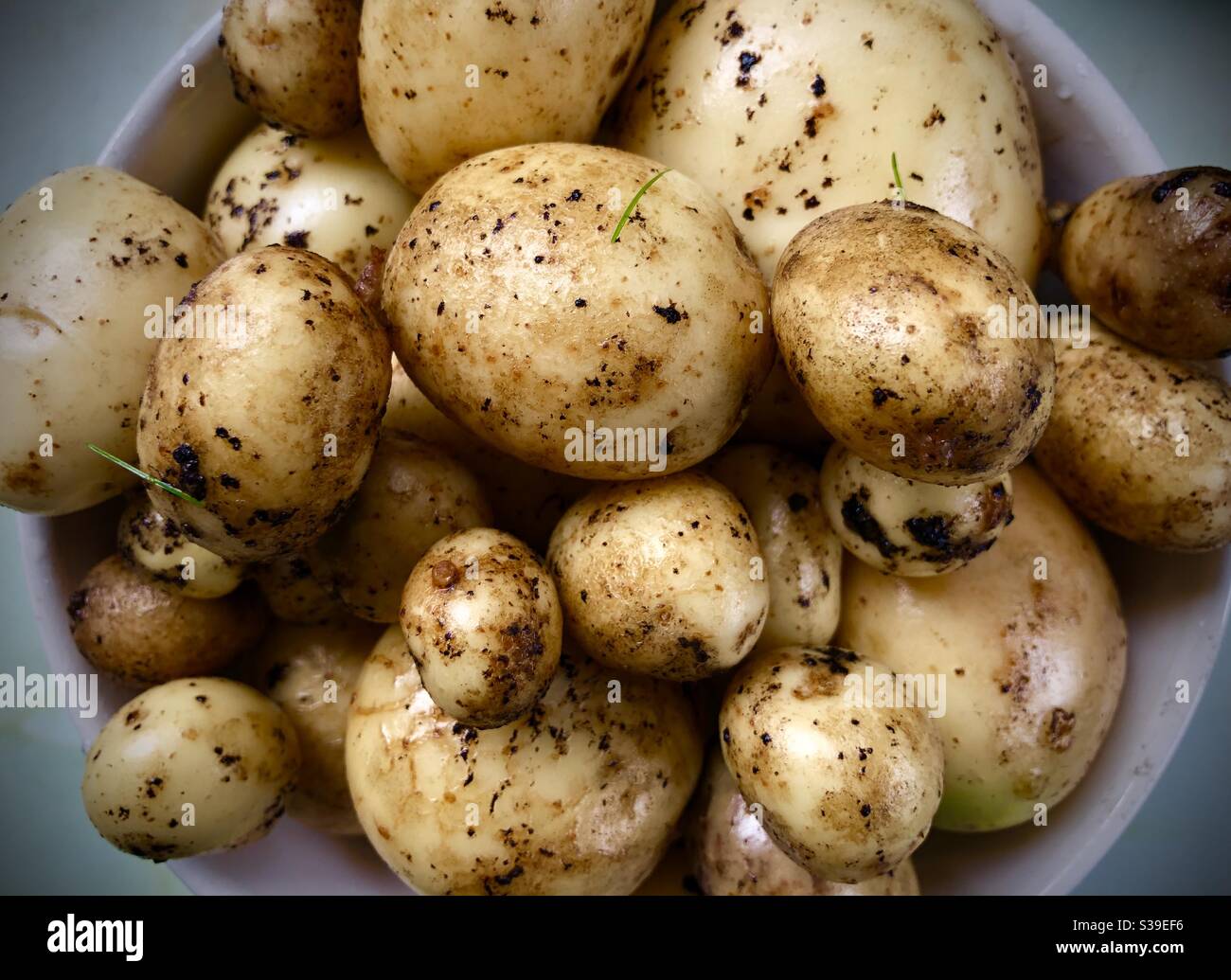 Freshly picked organic new season potatoes, loosely washed in a bowl, Dublin, Ireland Stock Photo