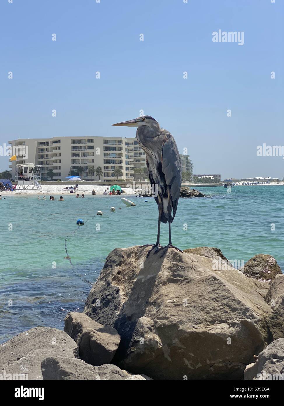 Great blue heron standing on rocks with beach scene - Smartphone Captured Stock Image