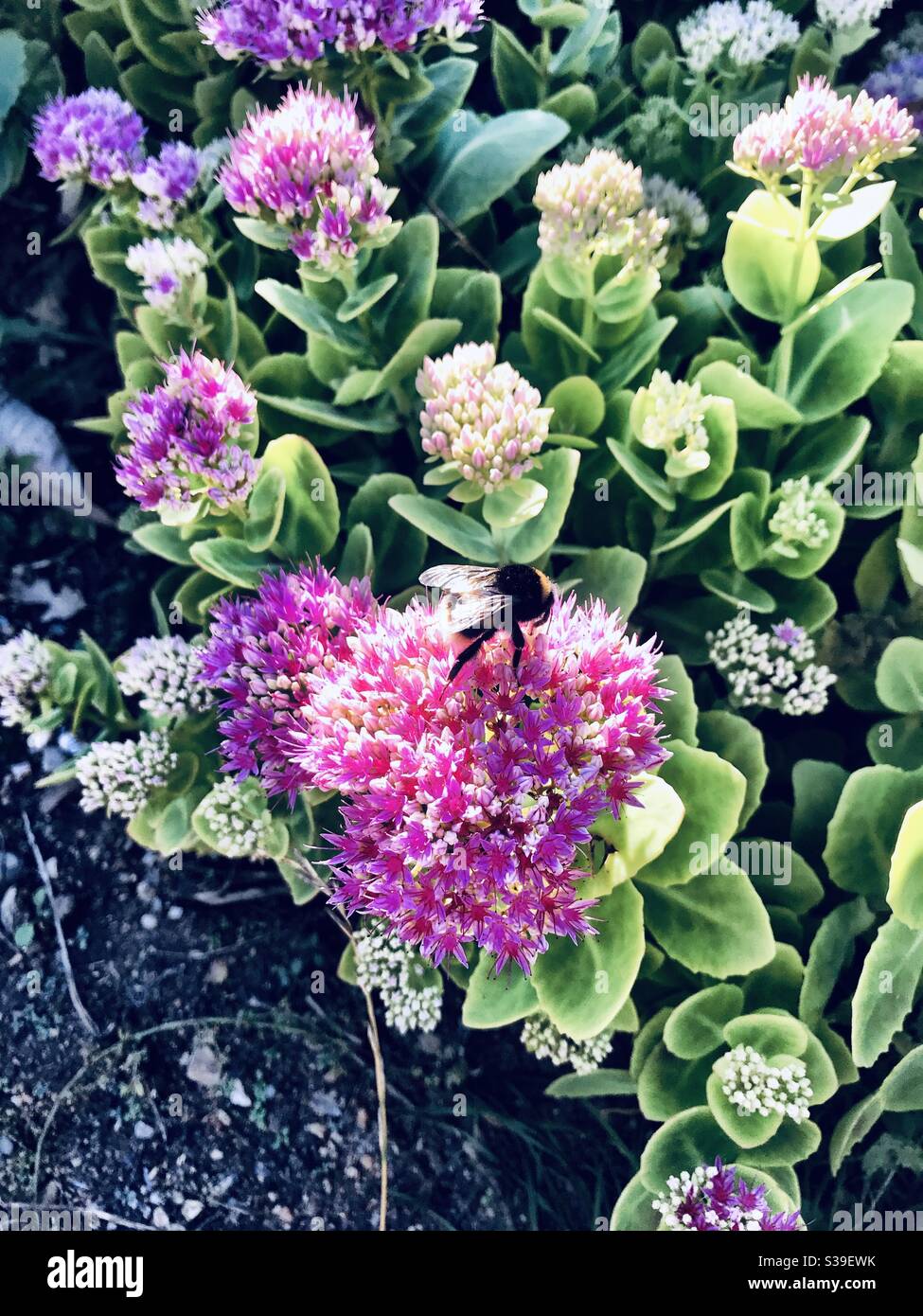 Bumble bee on flowers Stock Photo