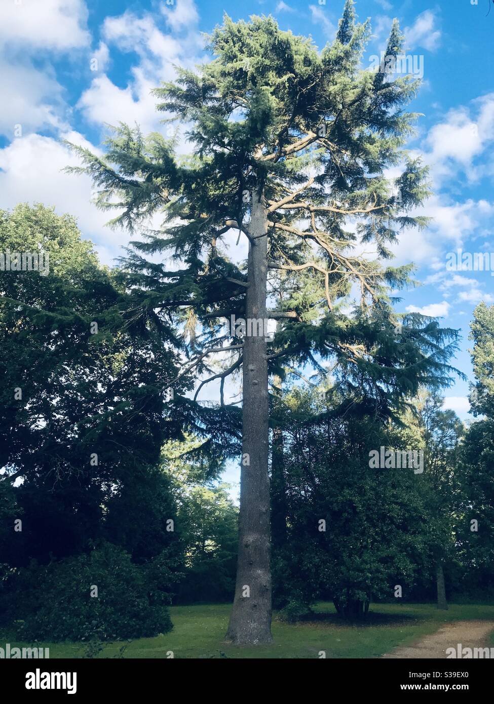 Cedar Tree - Smartphone Captured Stock Image