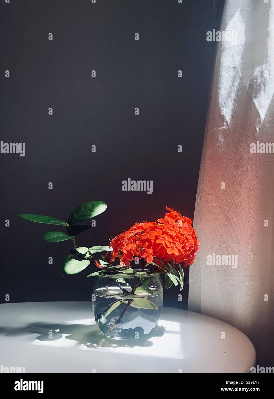 Santan flower sitting in glass of water Stock Photo Alamy