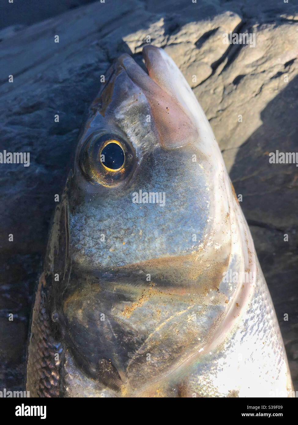 The head of a freshly caught bass (Dicentrarchus labrax) - Smartphone Captured Stock Image
