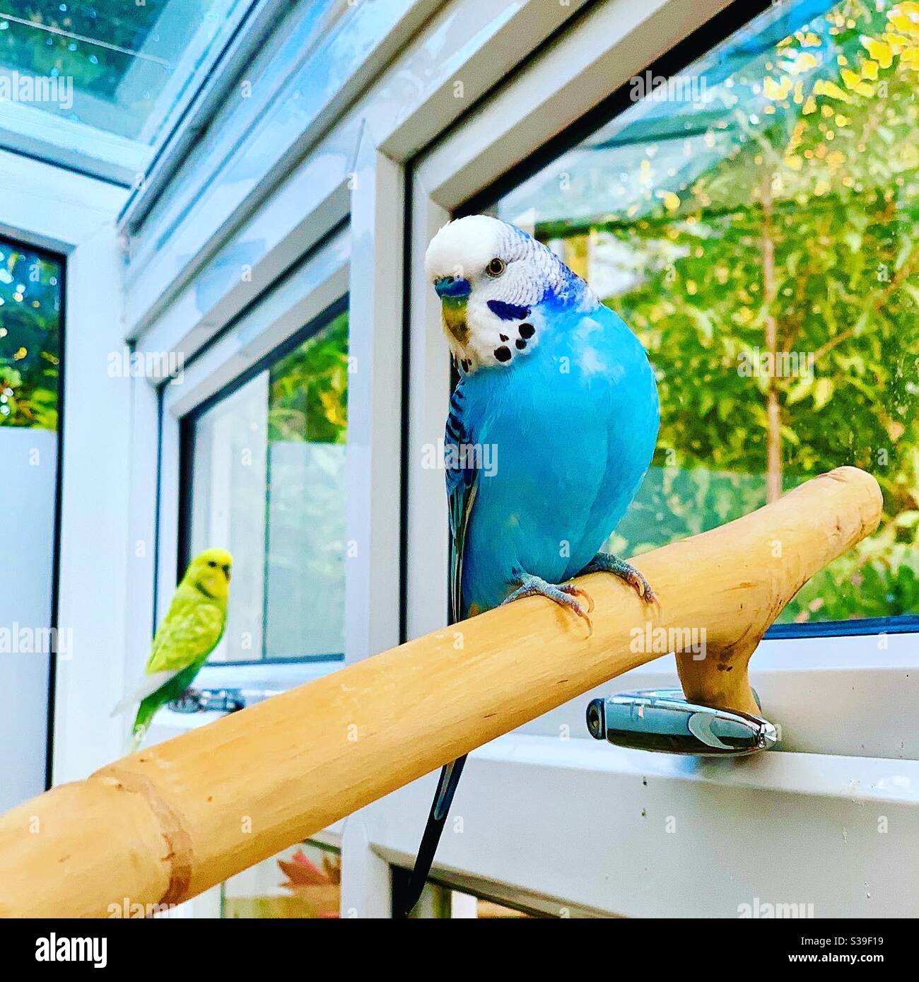 wooden perches for budgies