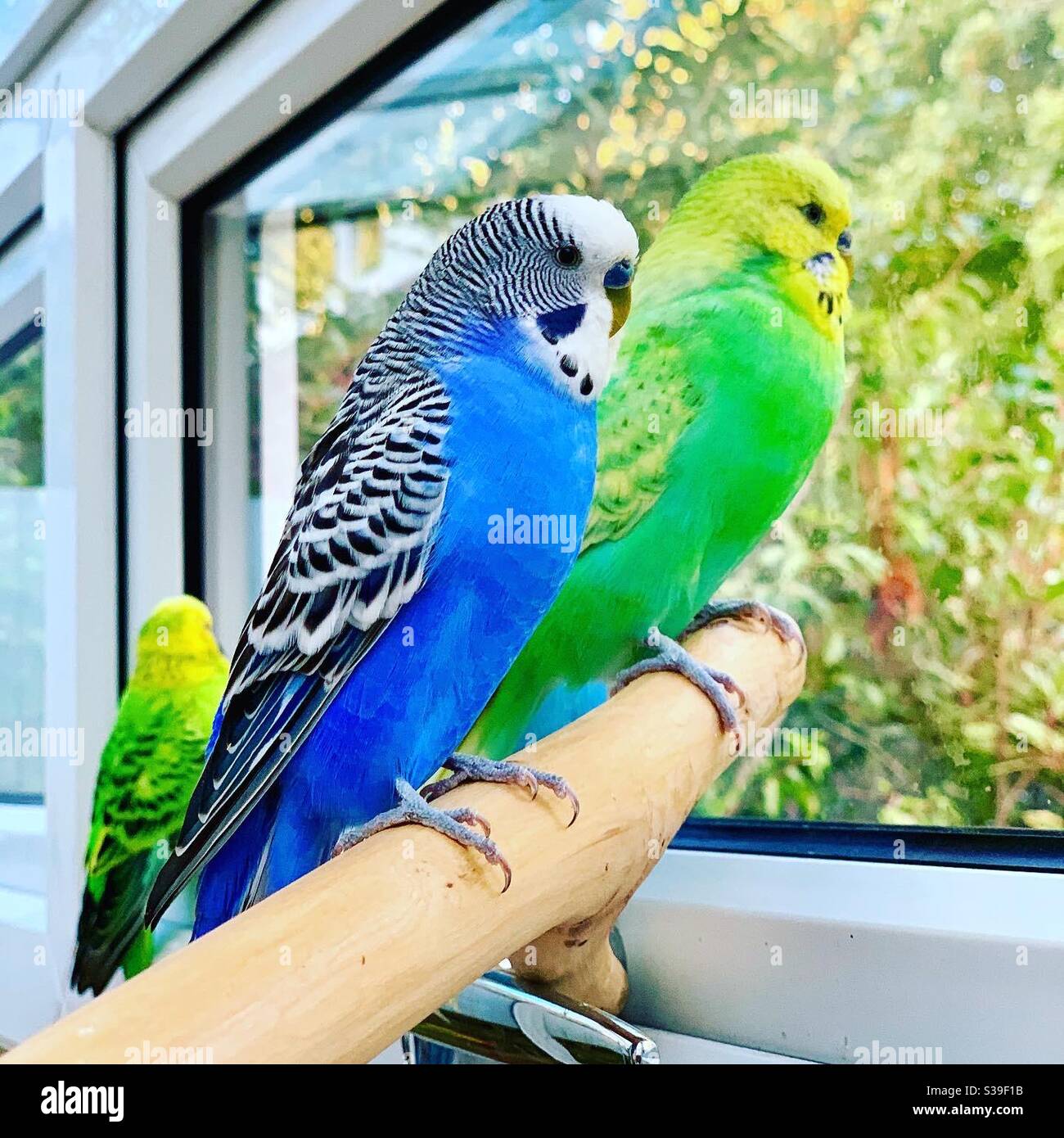Blue and green best sale parakeet