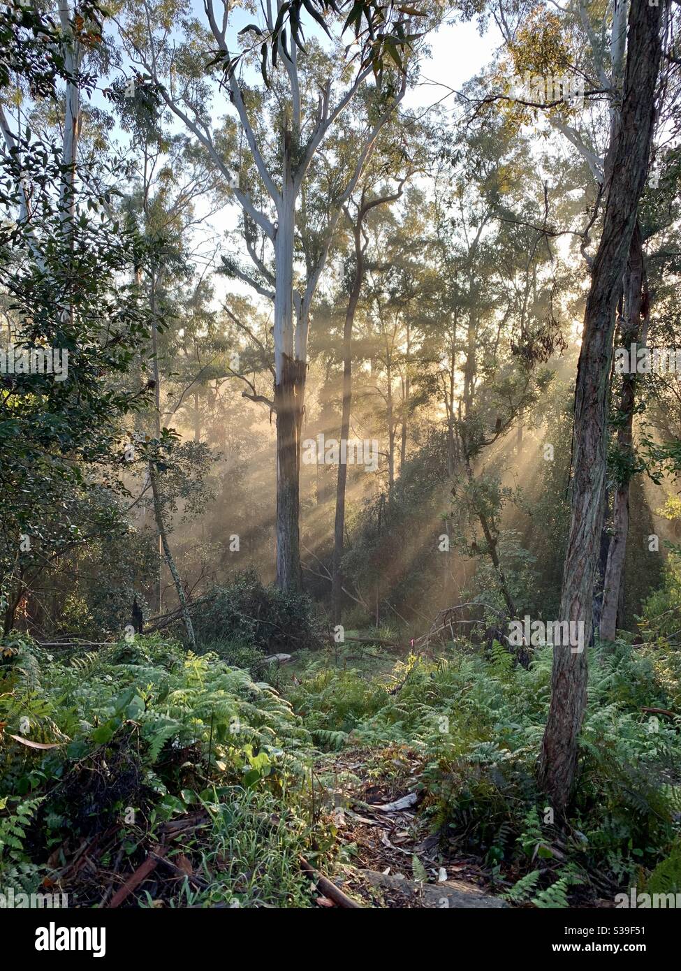 Early morning sunbeams streak through Eucalyptus trees in dense bush land on Sydney’s north shore in Australia - Smartphone Captured Stock Image