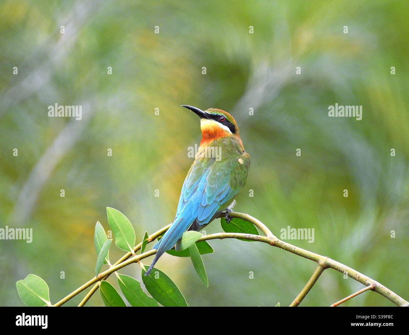 Rainbow Bee-eater at Gardens by the Bay, Singapore Stock Photo
