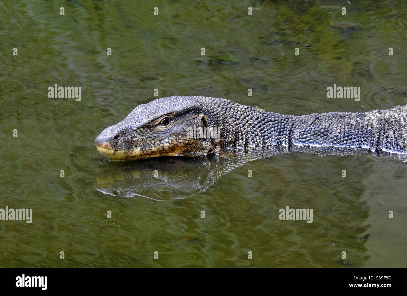 Water Monitor Lizard Swimming Hi Res Stock Photography And Images Alamy