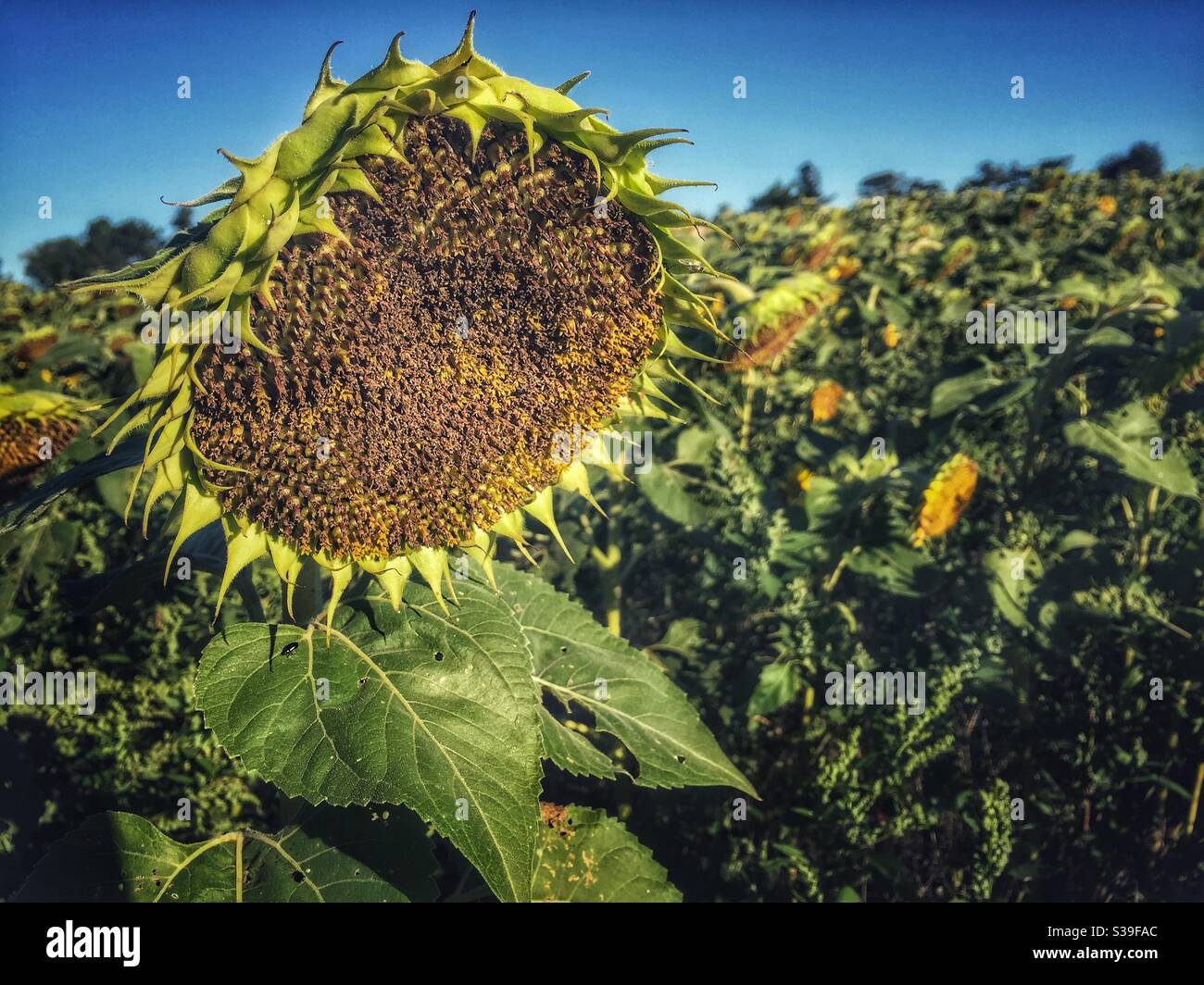 Sunflower head gone to seed in the autumn farm field. - Smartphone Captured Stock Image