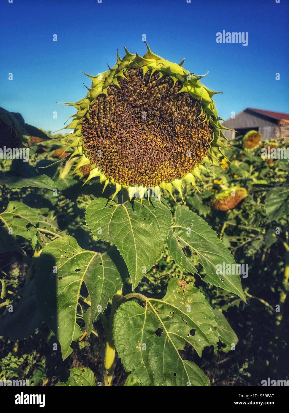 Sunflowers gone to seed in an autumn farm field. - Smartphone Captured Stock Image