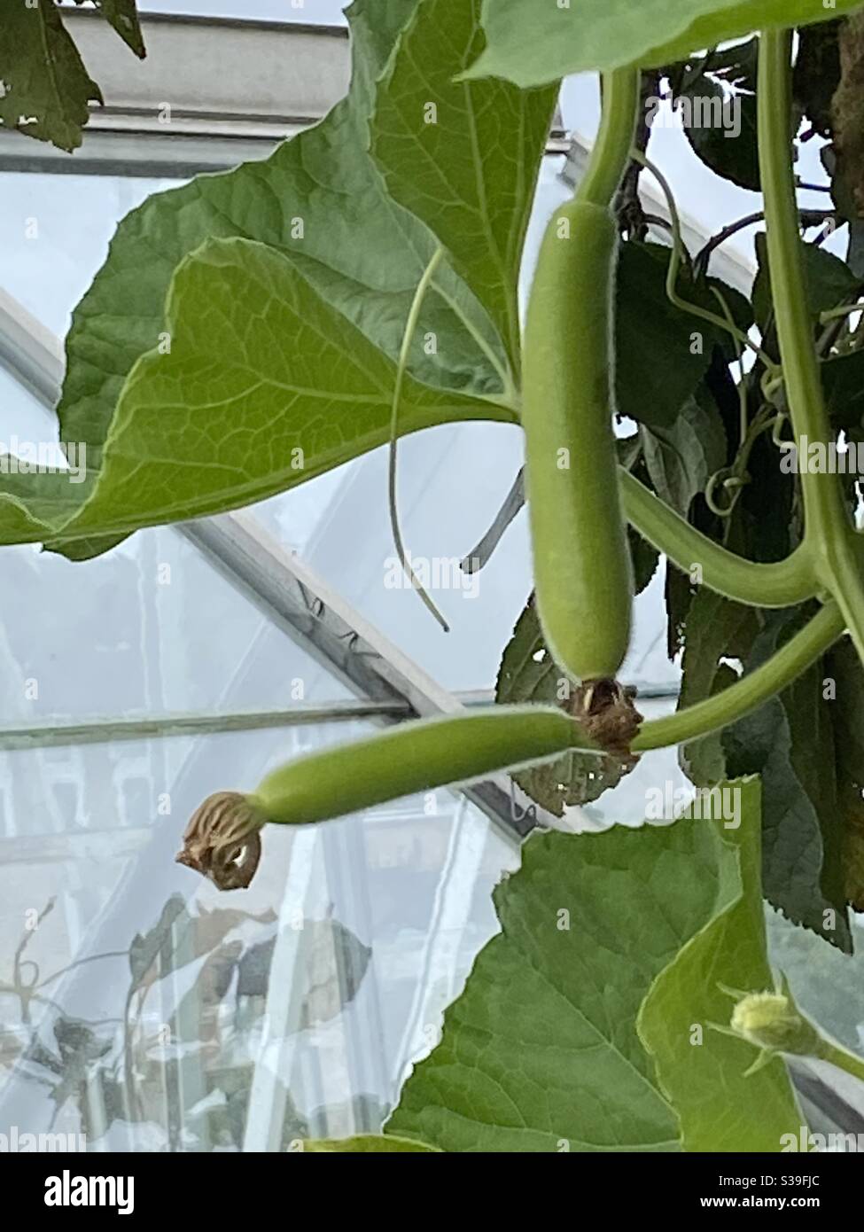 Baby Asian gourds Stock Photo Alamy