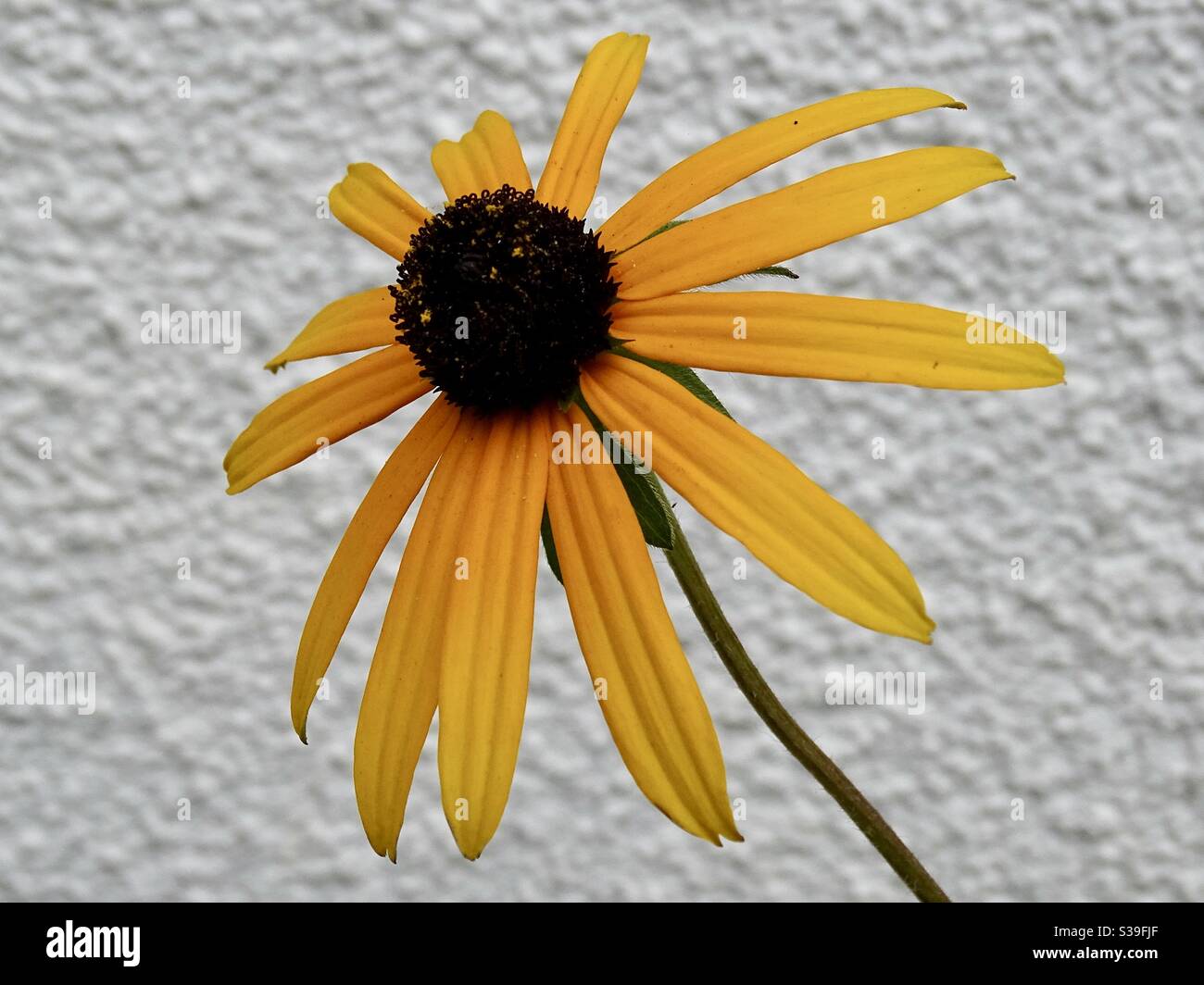 Single yellow rudbeckia flower against a white wall background Stock Photo