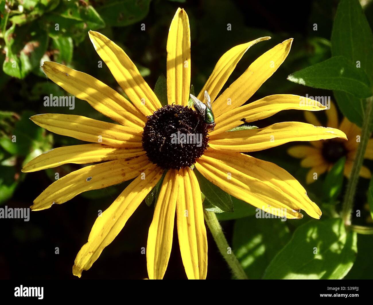 Insect on a yellow rudbeckia flower in the late summer sunshine Stock Photo