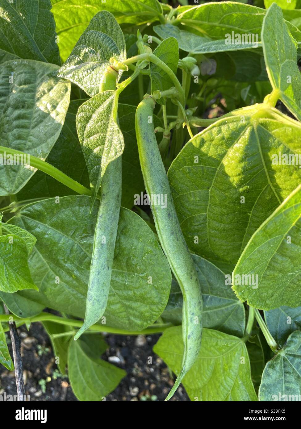 Dwarf French beans Stock Photo