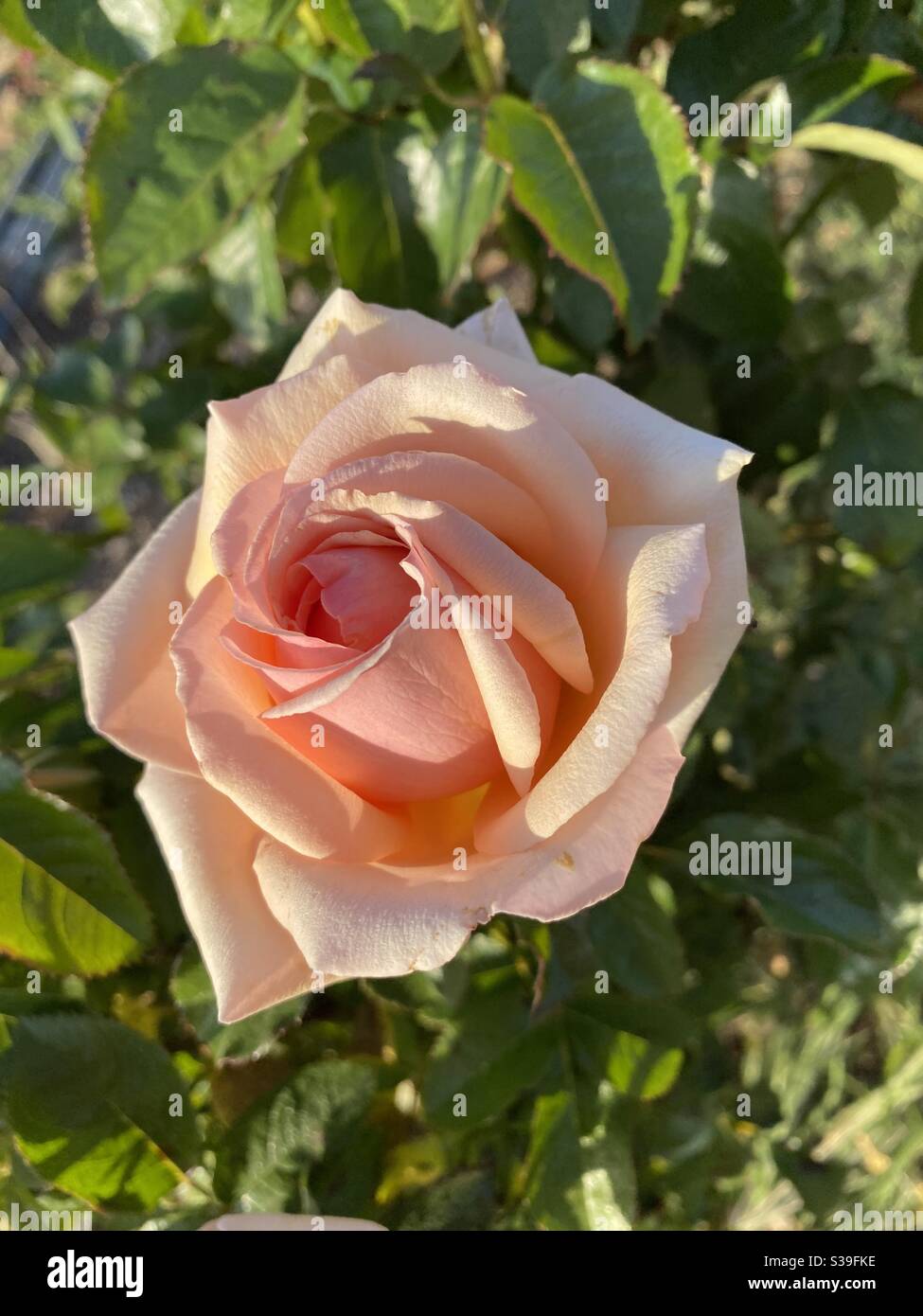 Peach coloured rose Stock Photo - Alamy