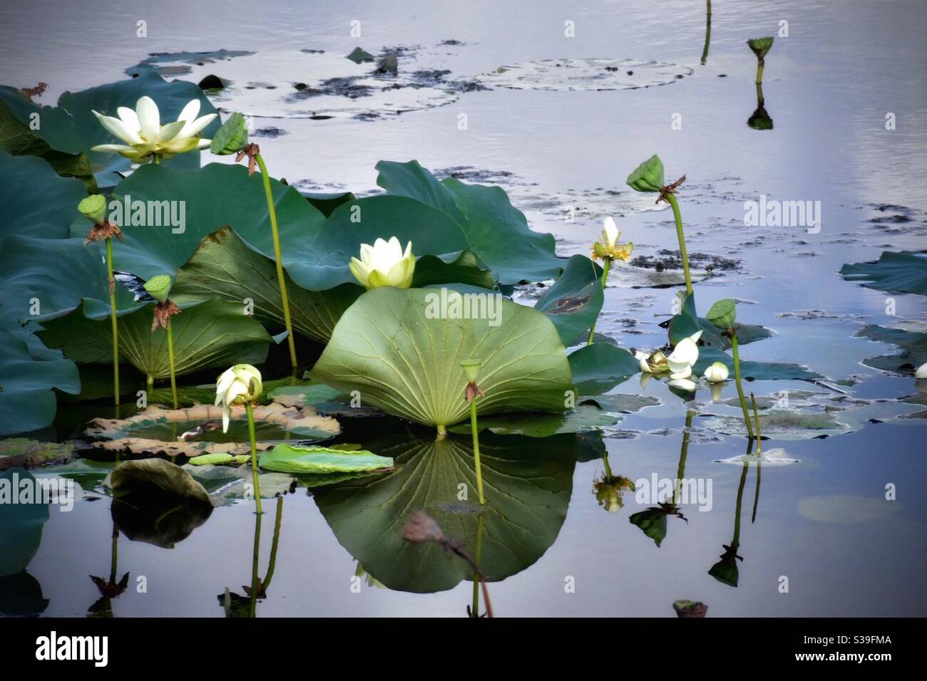 Beautiful water lilies hi-res stock photography and images - Alamy
