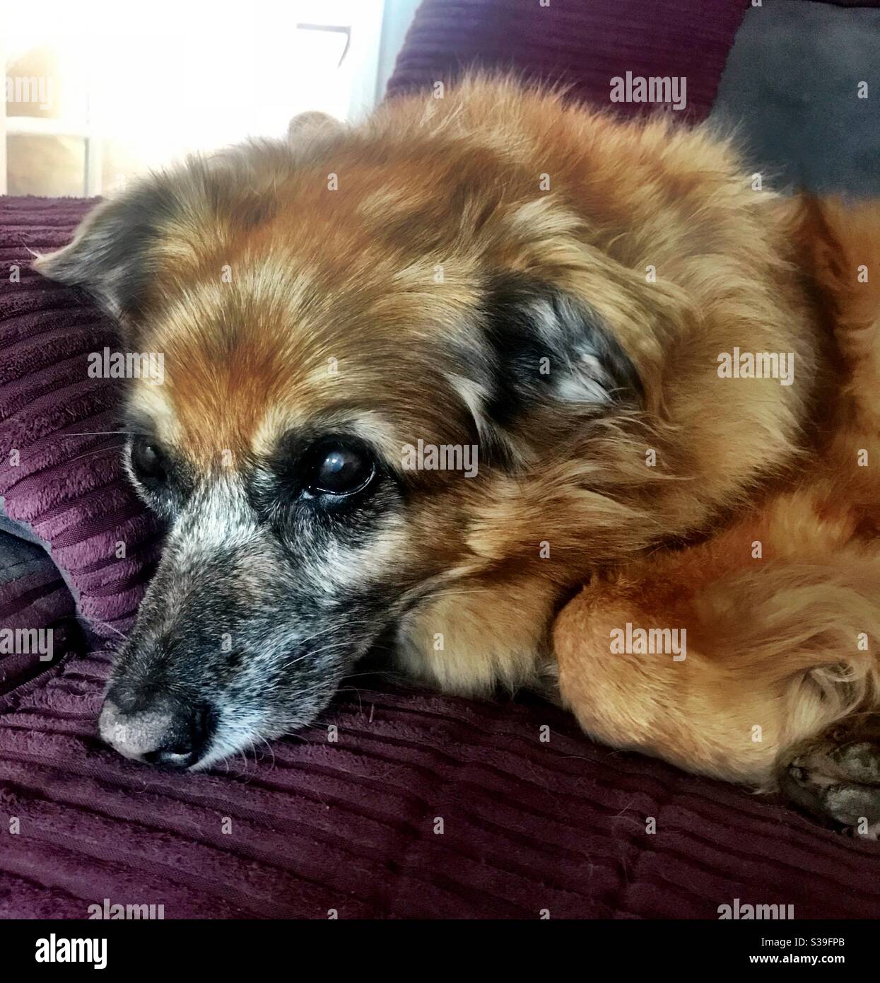 Thoughtful dog - Smartphone Captured Stock Image