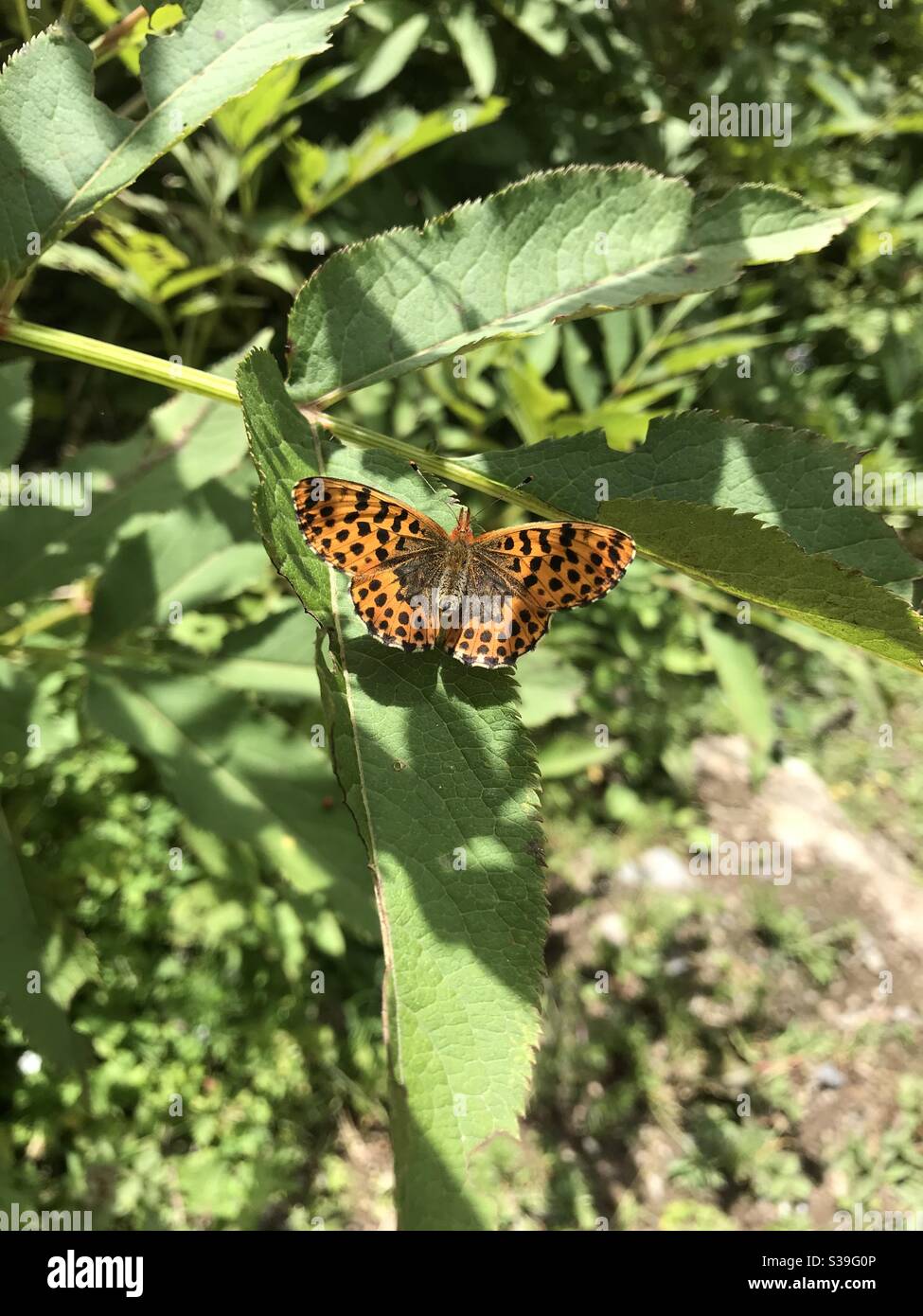 Butterfly village hires stock photography and images Alamy