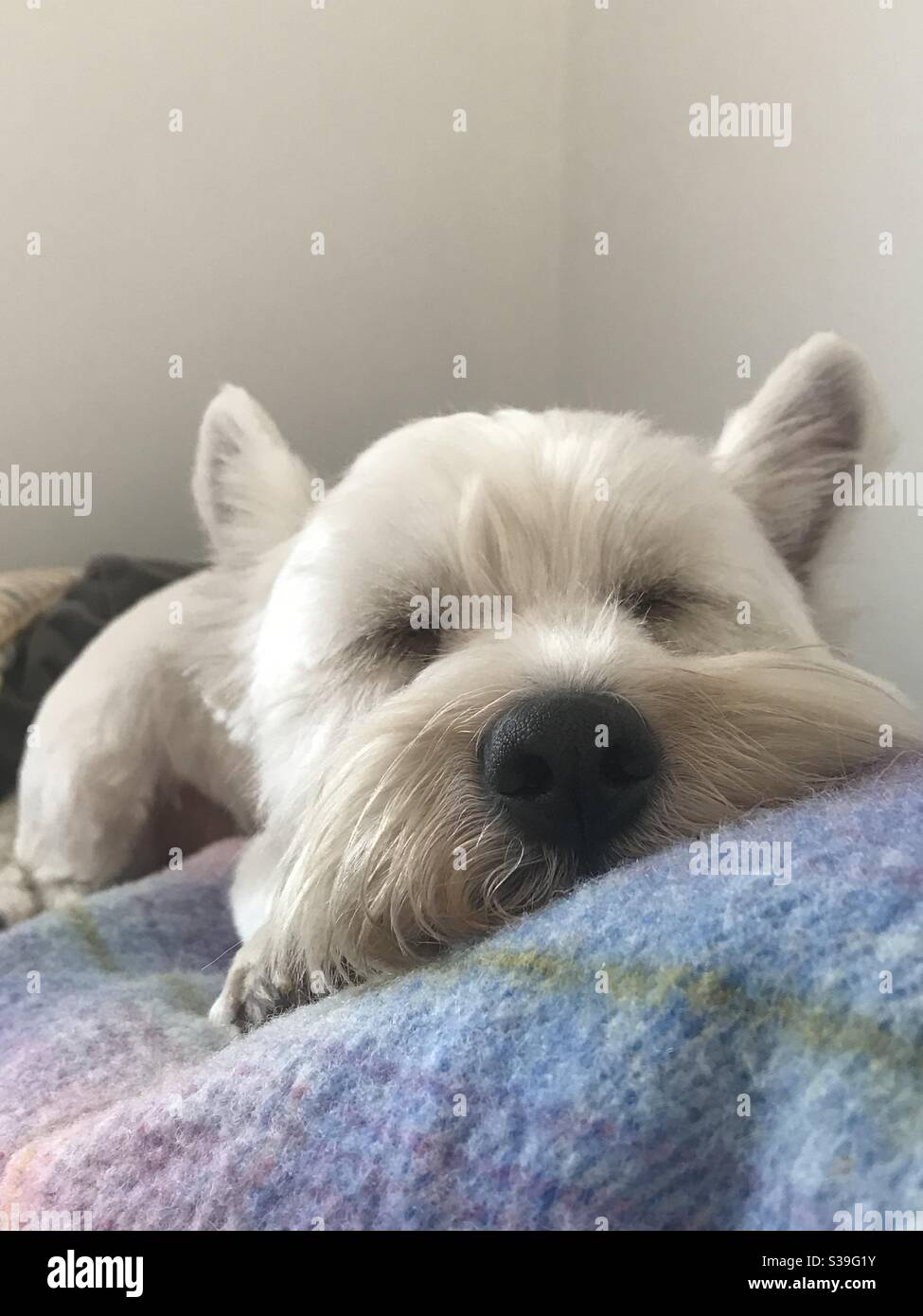 Sleeping west highland terrier dog Stock Photo Alamy