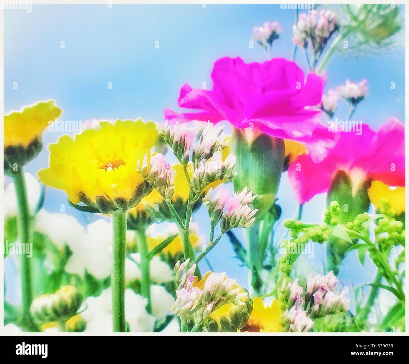 Summer flowers - Smartphone Captured Stock Image