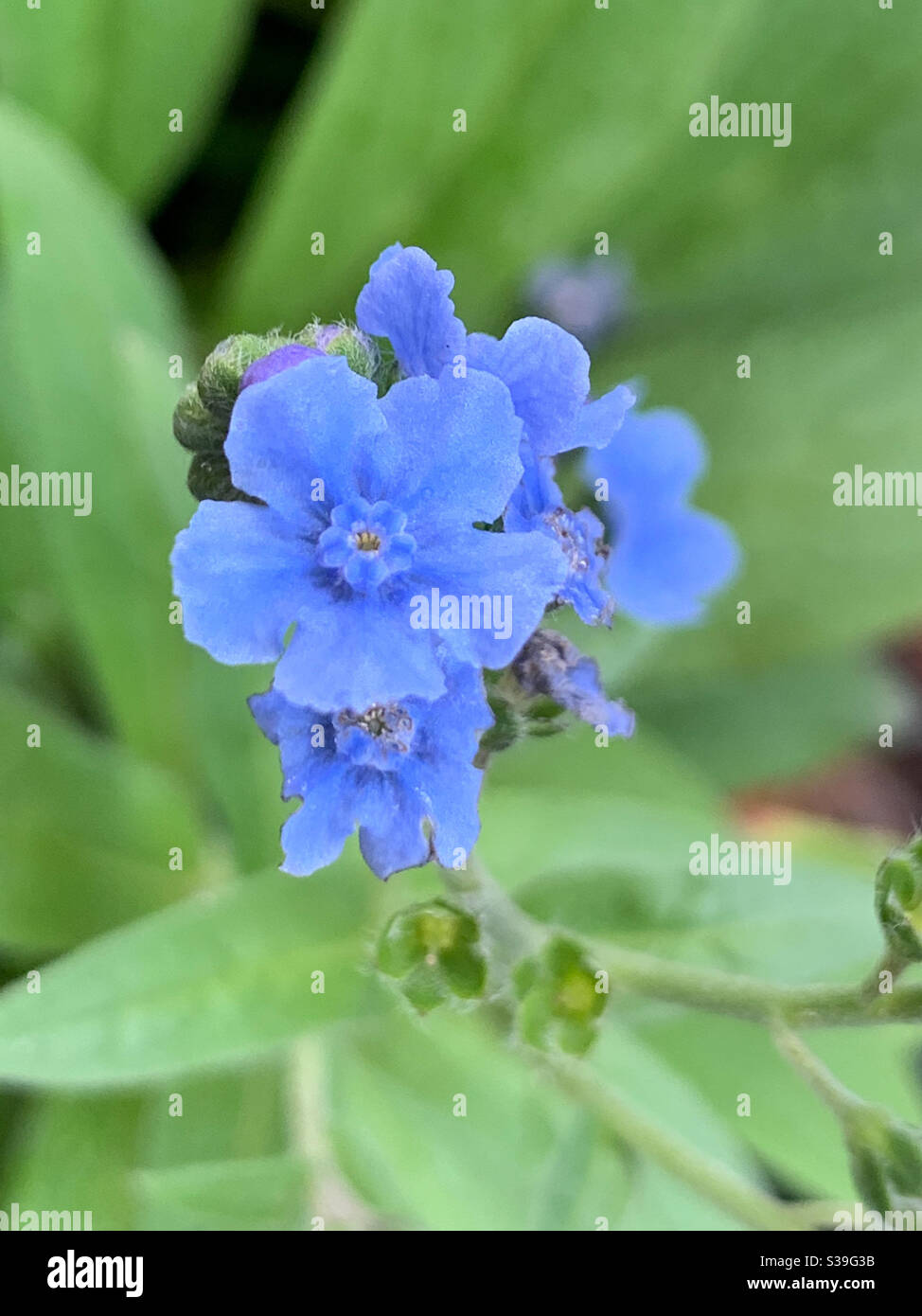 Flower Macro of Forget-me-nots, powder blue forget me not flowers - Smartphone Captured Stock Image