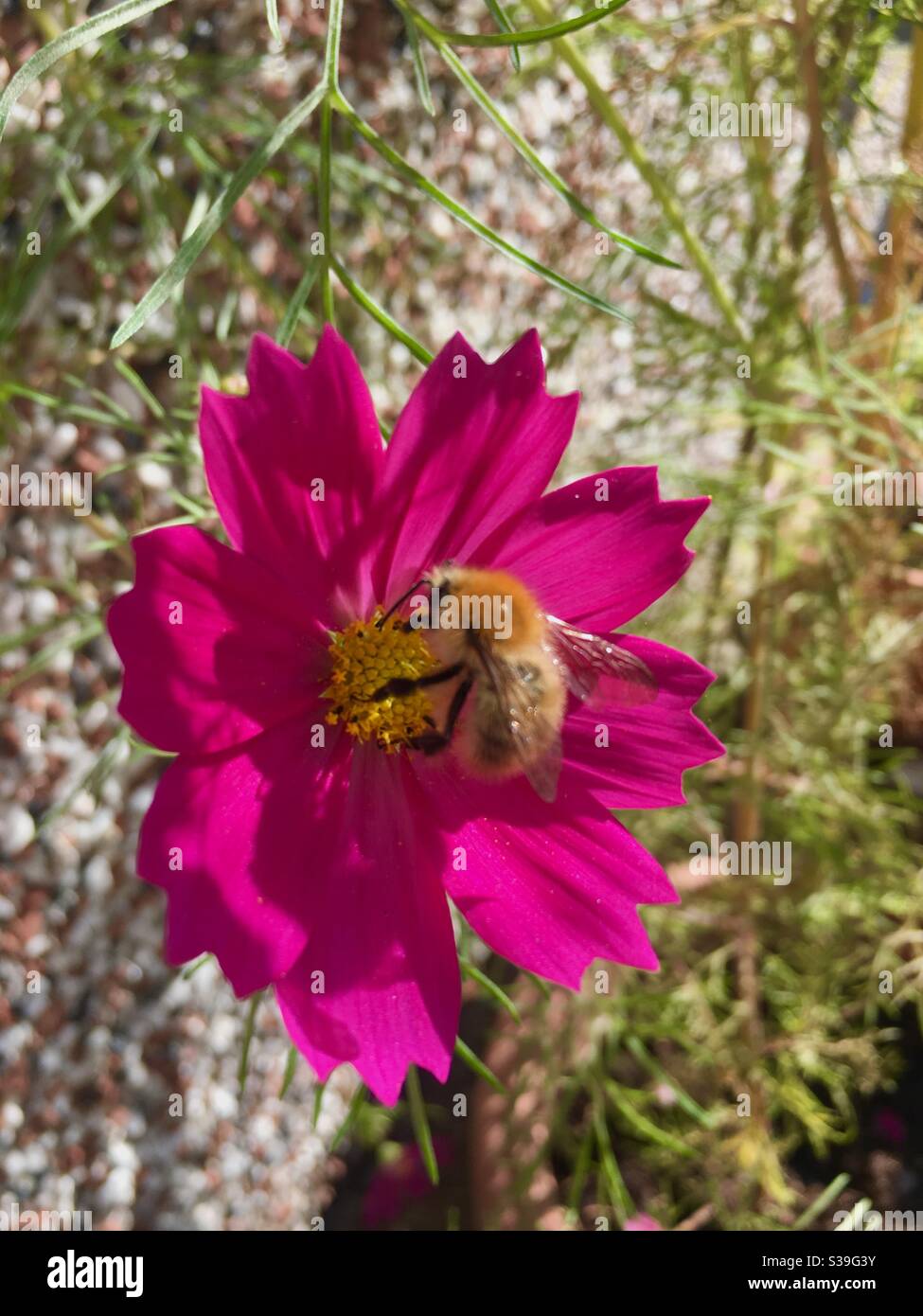 Bumble bee cosmos flower hi-res stock photography and images - Alamy
