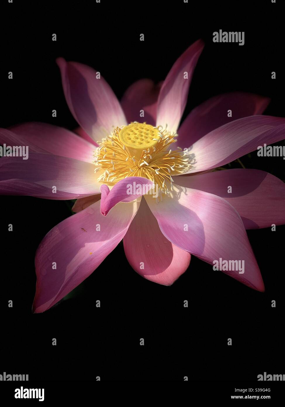 Lotus plant with stage light potrait mode Stock Photo